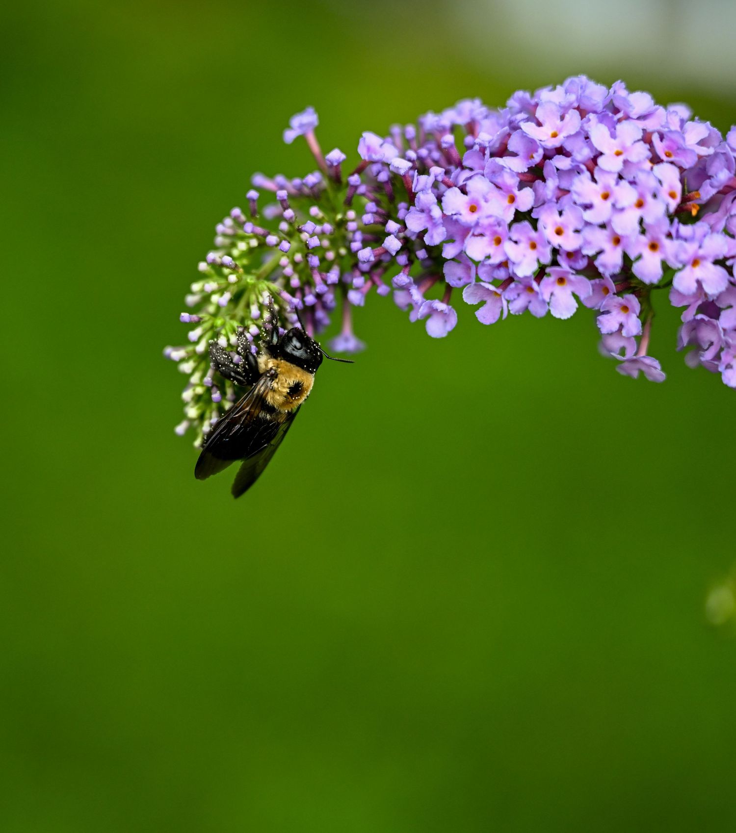 Bumblebee collecting nectar from purple butterfly bush flowers with green background.