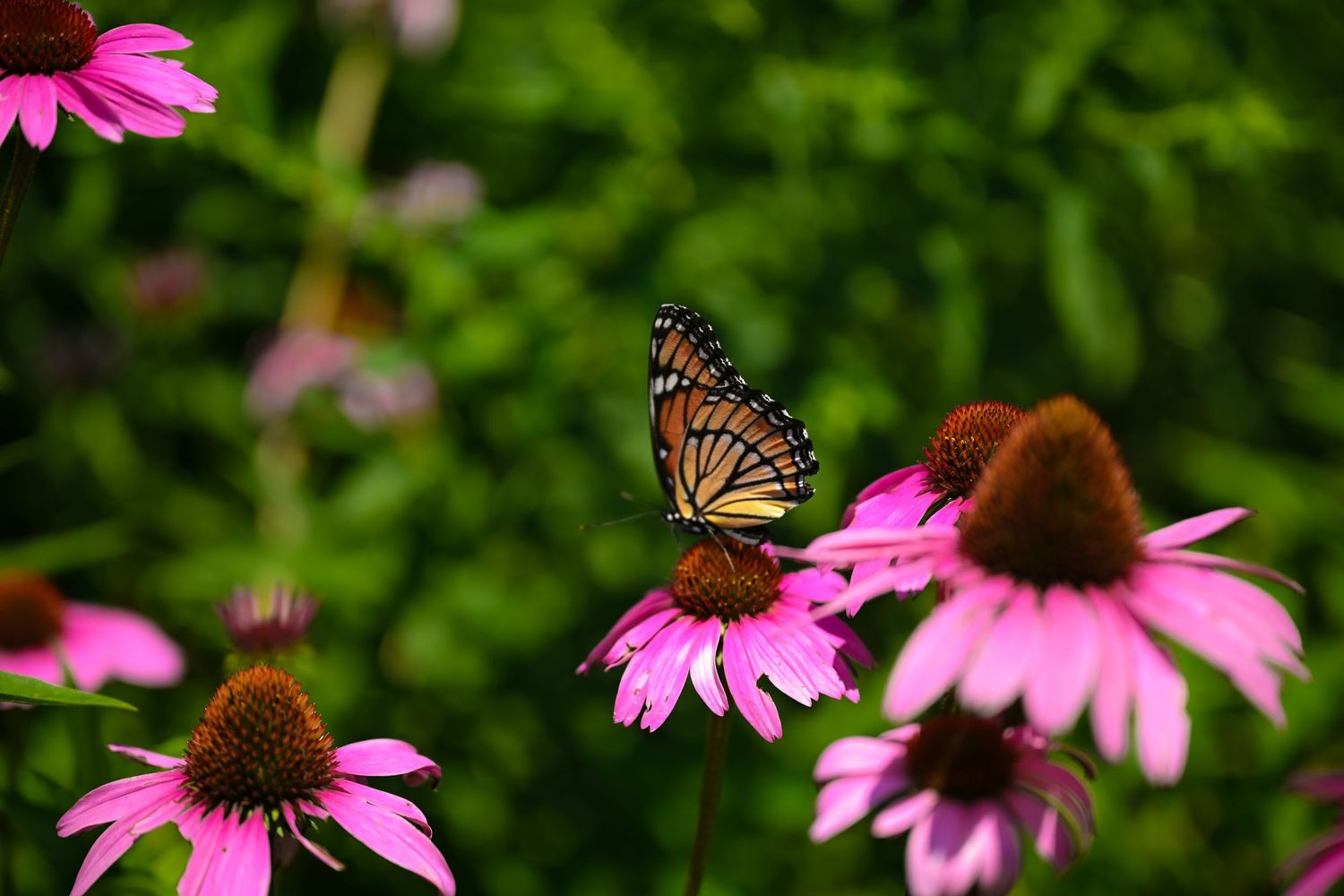 Monarch butterfly perched on pink coneflowers in a lush green garden.