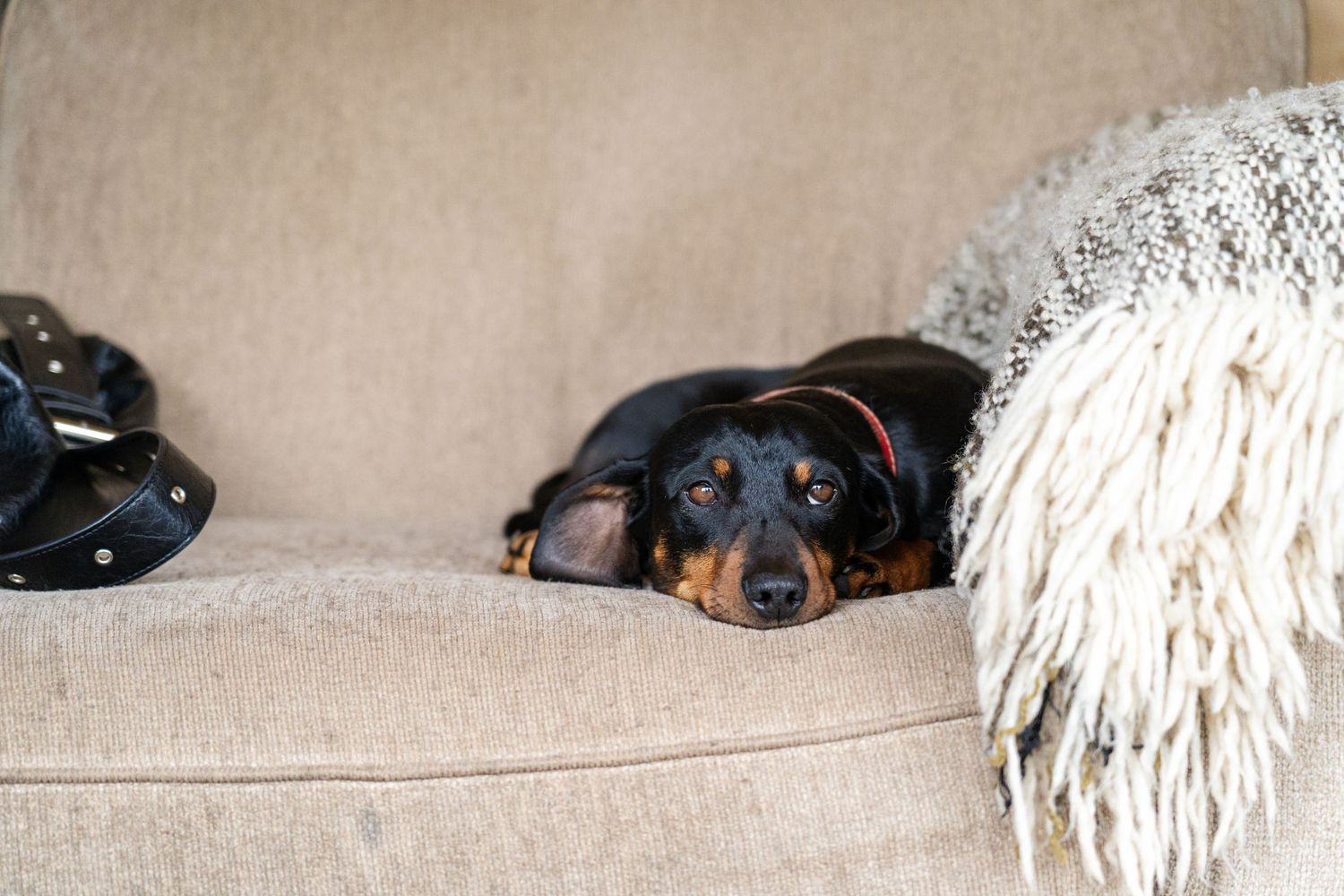 A dachshund dog resting on a beige couch next to a white throw blanket.