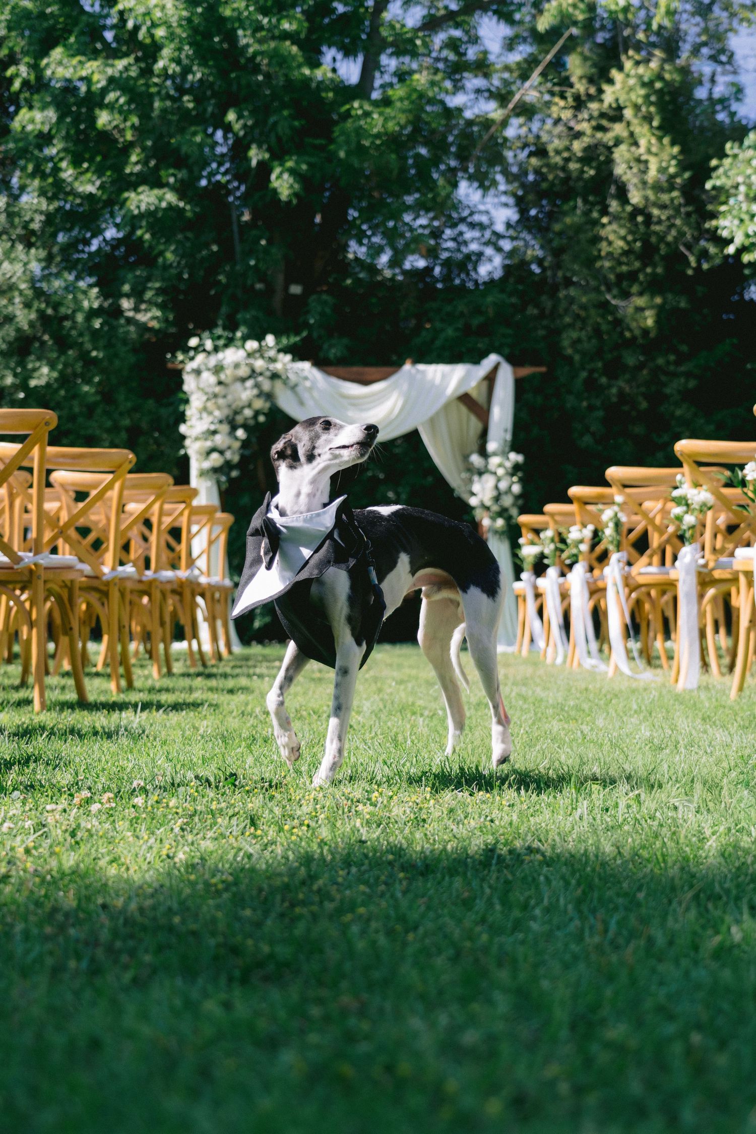 Wooden chairs arranged on a grassy lawn for an outdoor event.