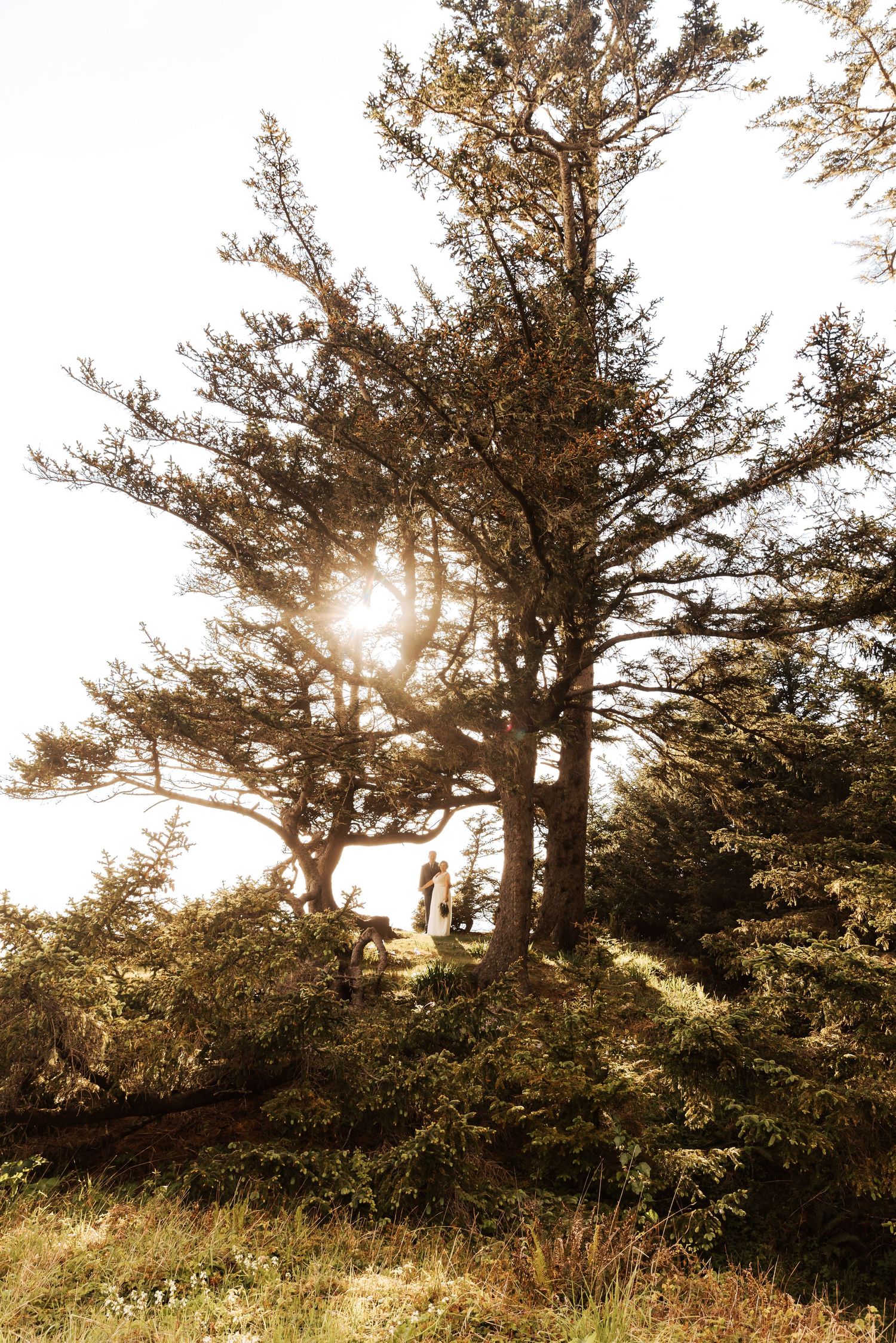 Sunlight streams through tall pine trees on a coastal hillside creating a dreamy atmosphere.
