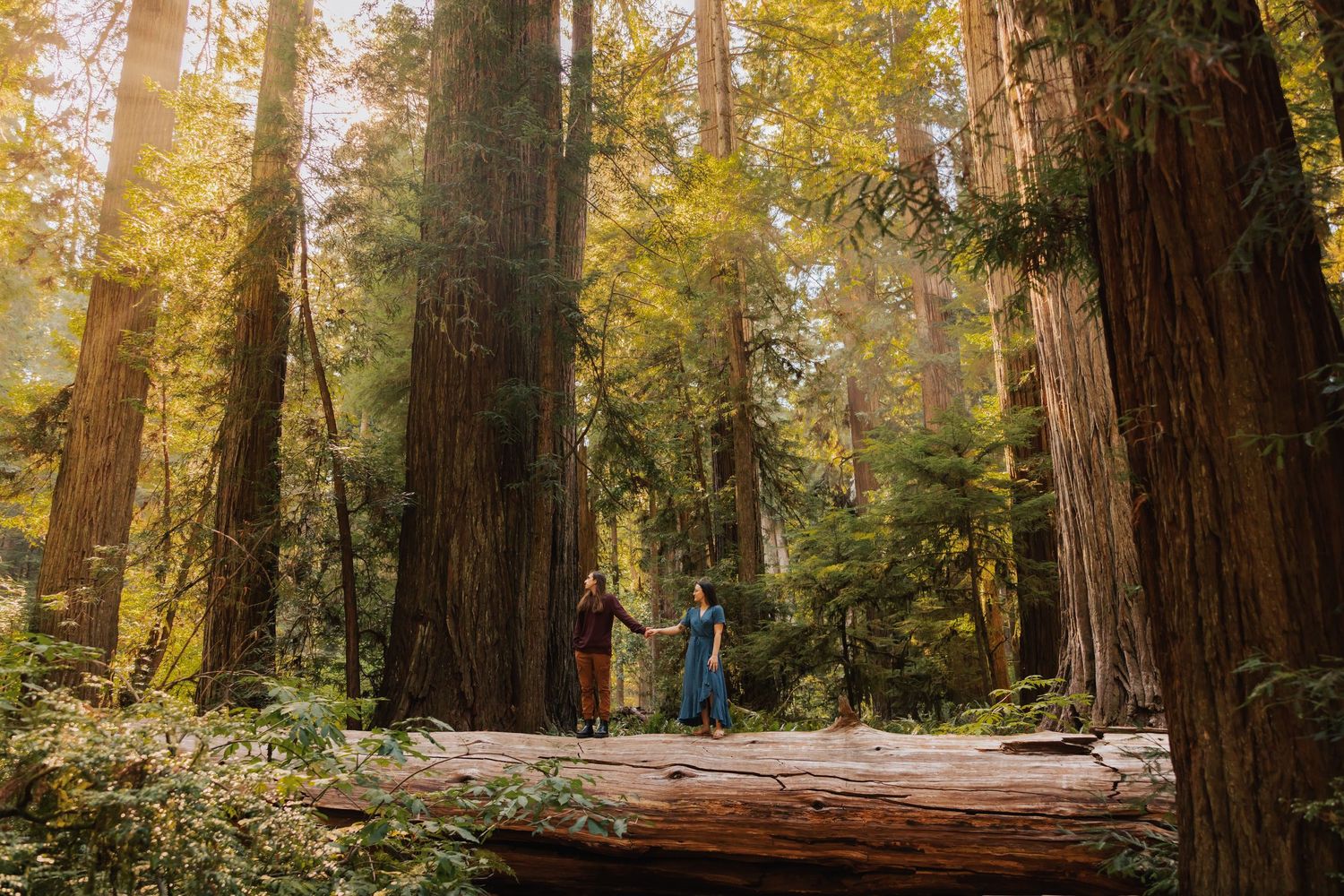 Wide panoramic view of a redwood forest with golden sunlight filtering through the trees.