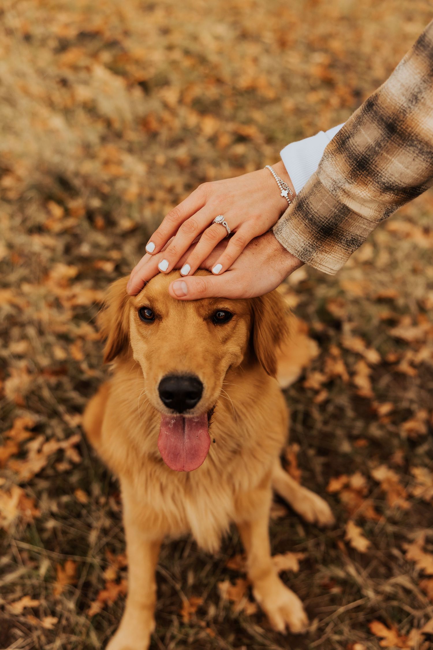 Close-up sequence of a happy golden retriever being petted on the head while lying in autumn leaves.