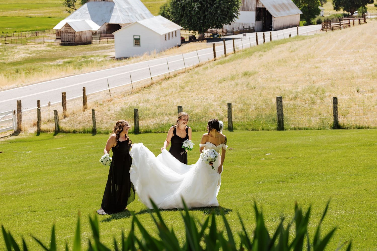Bride in white gown with bridesmaids in black dresses walking across green lawn near rustic farm buildings.