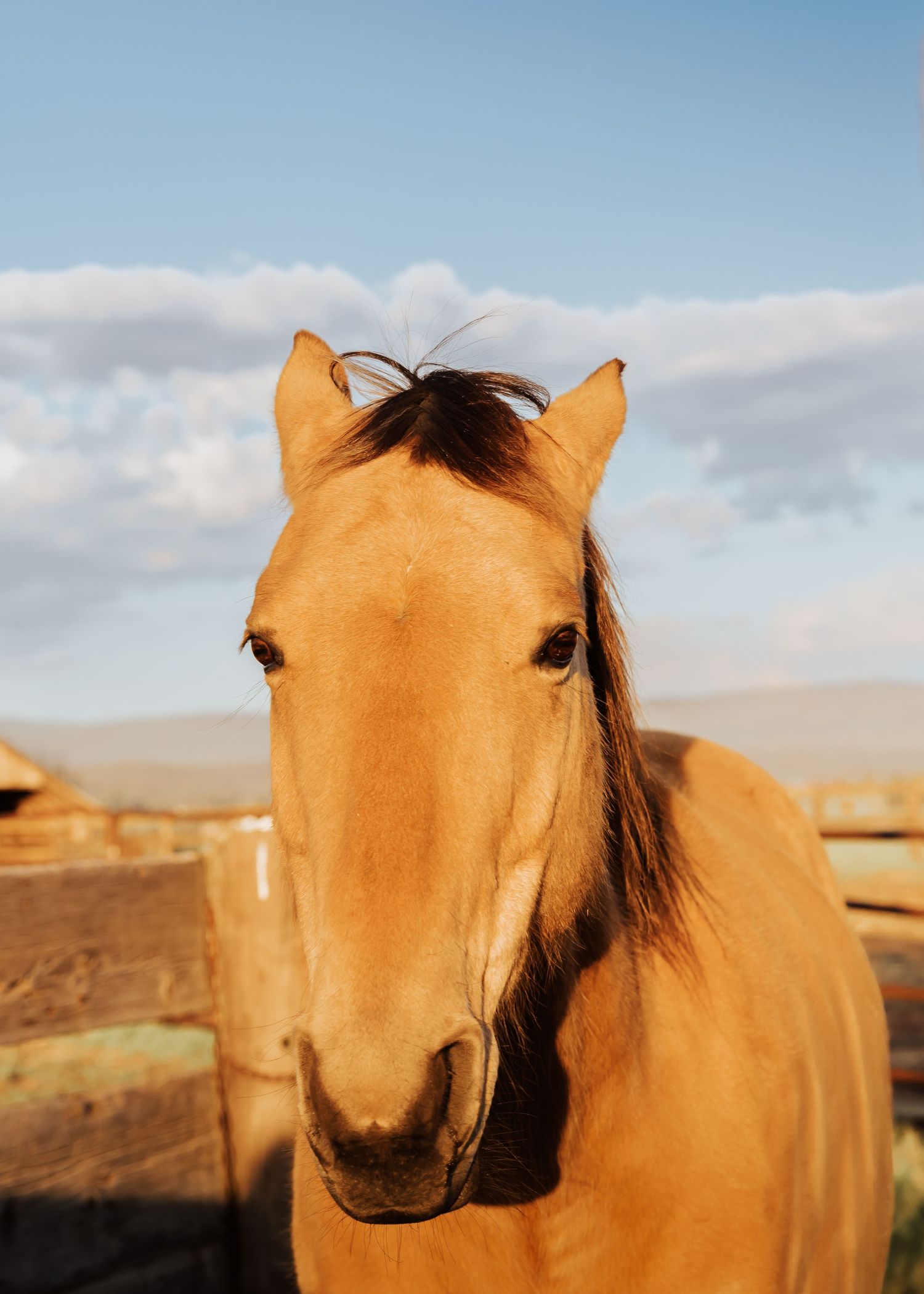 Close-up sequence of a palomino horse's face against a blue sky with clouds.