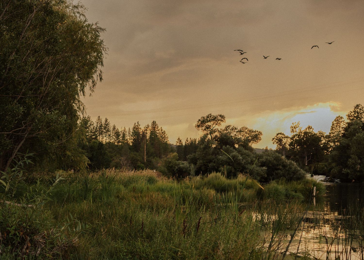 Panoramic sunset landscape with birds flying over a serene lake and trees.