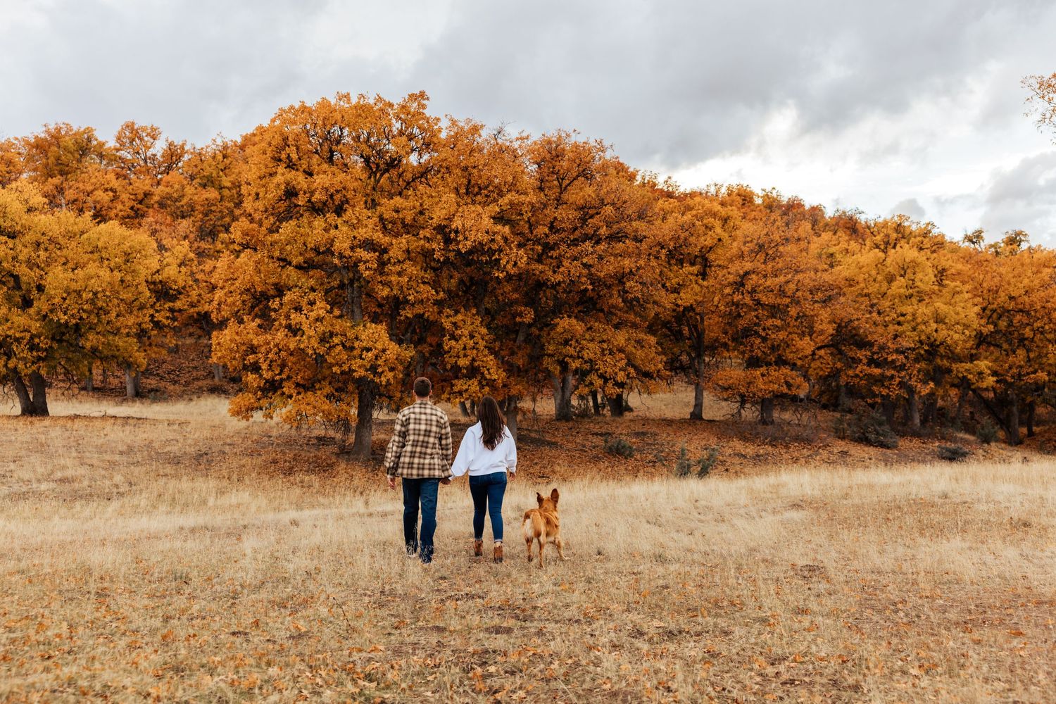 Scenic autumn landscape with people and dog walking through golden trees.