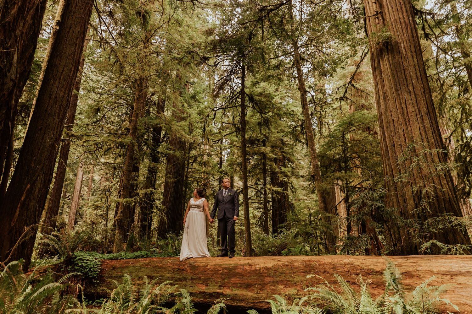 A panoramic view of a forest wedding scene with towering redwoods and natural greenery.
