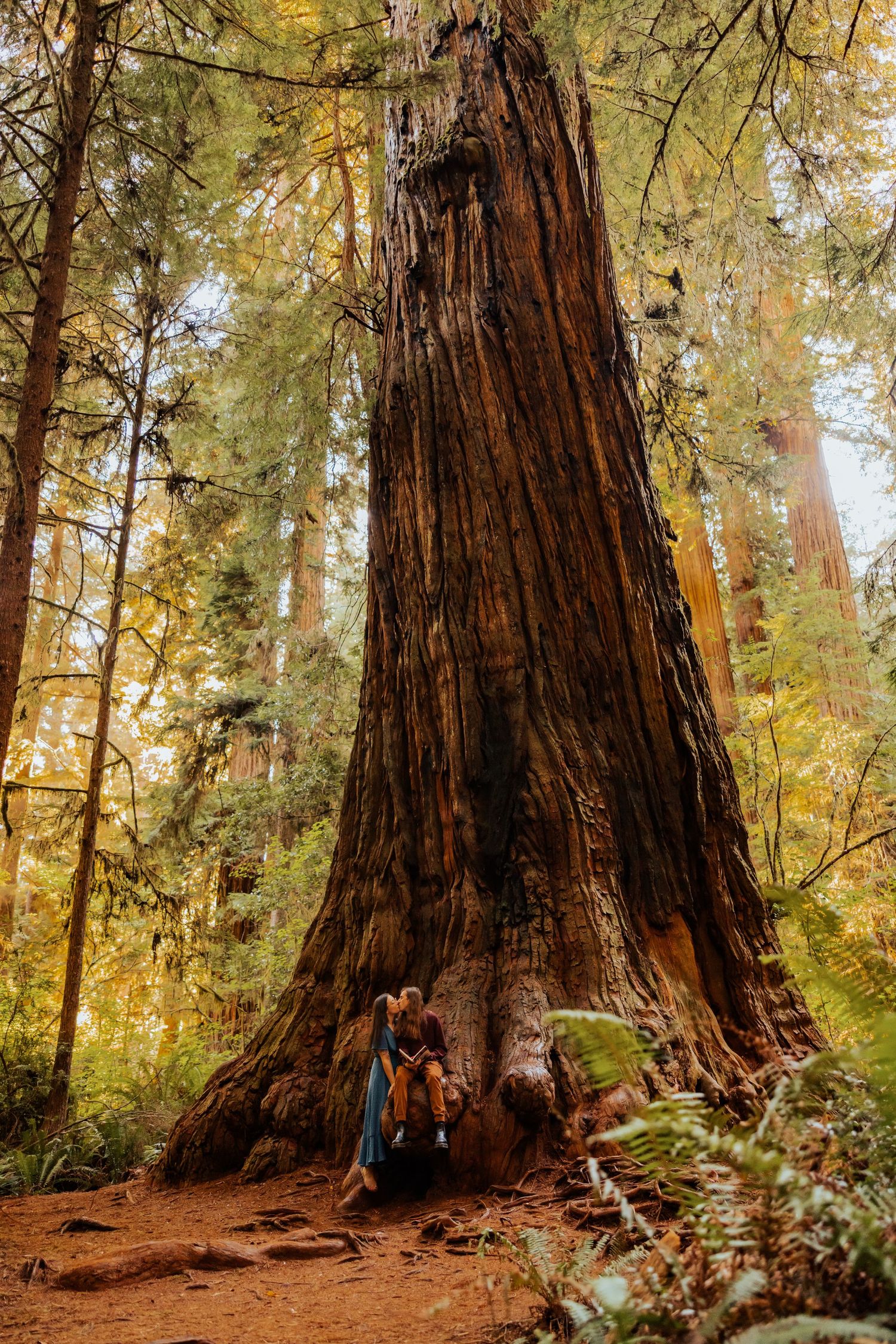 A couple stands at the base of a massive redwood tree in a majestic forest setting.