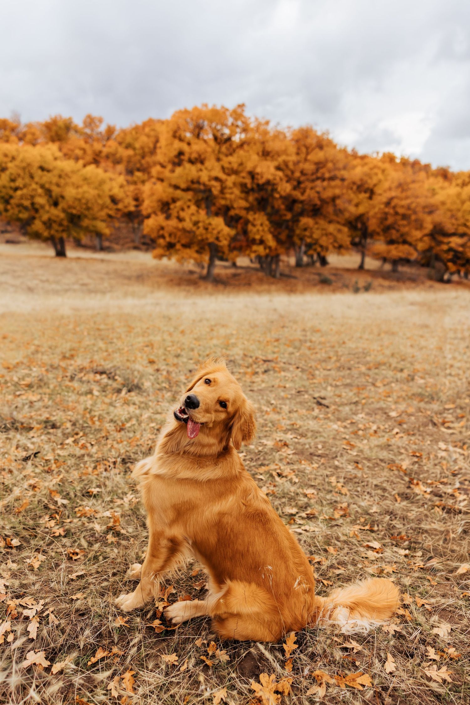 Golden retriever lying in a field with autumn trees in the background.