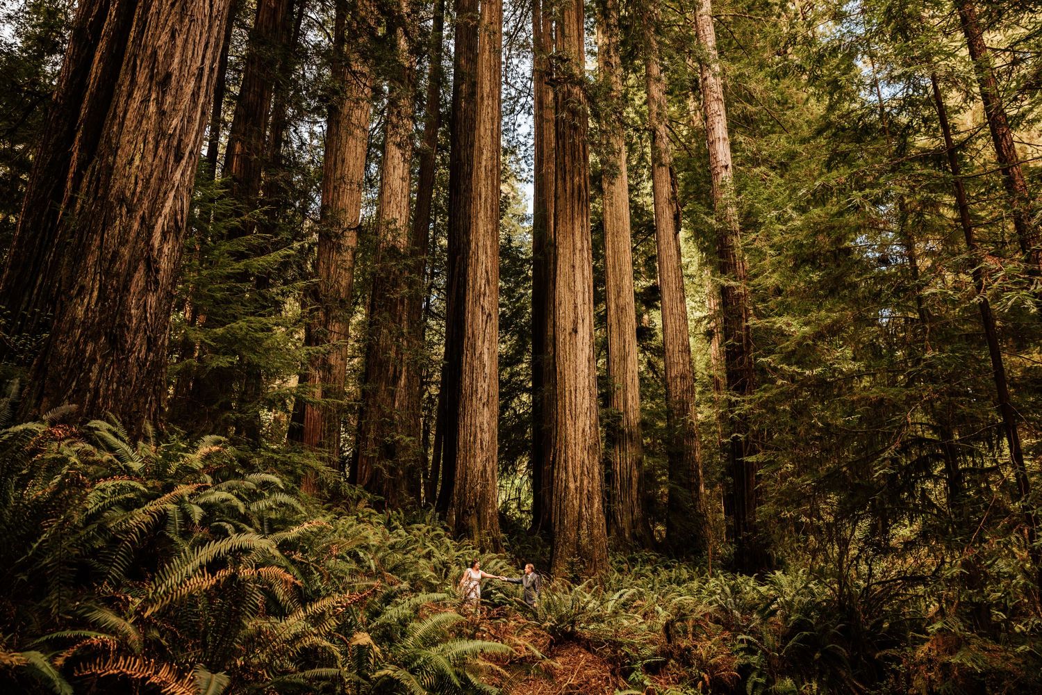 Tall redwood trees create a majestic forest canopy in natural lighting.