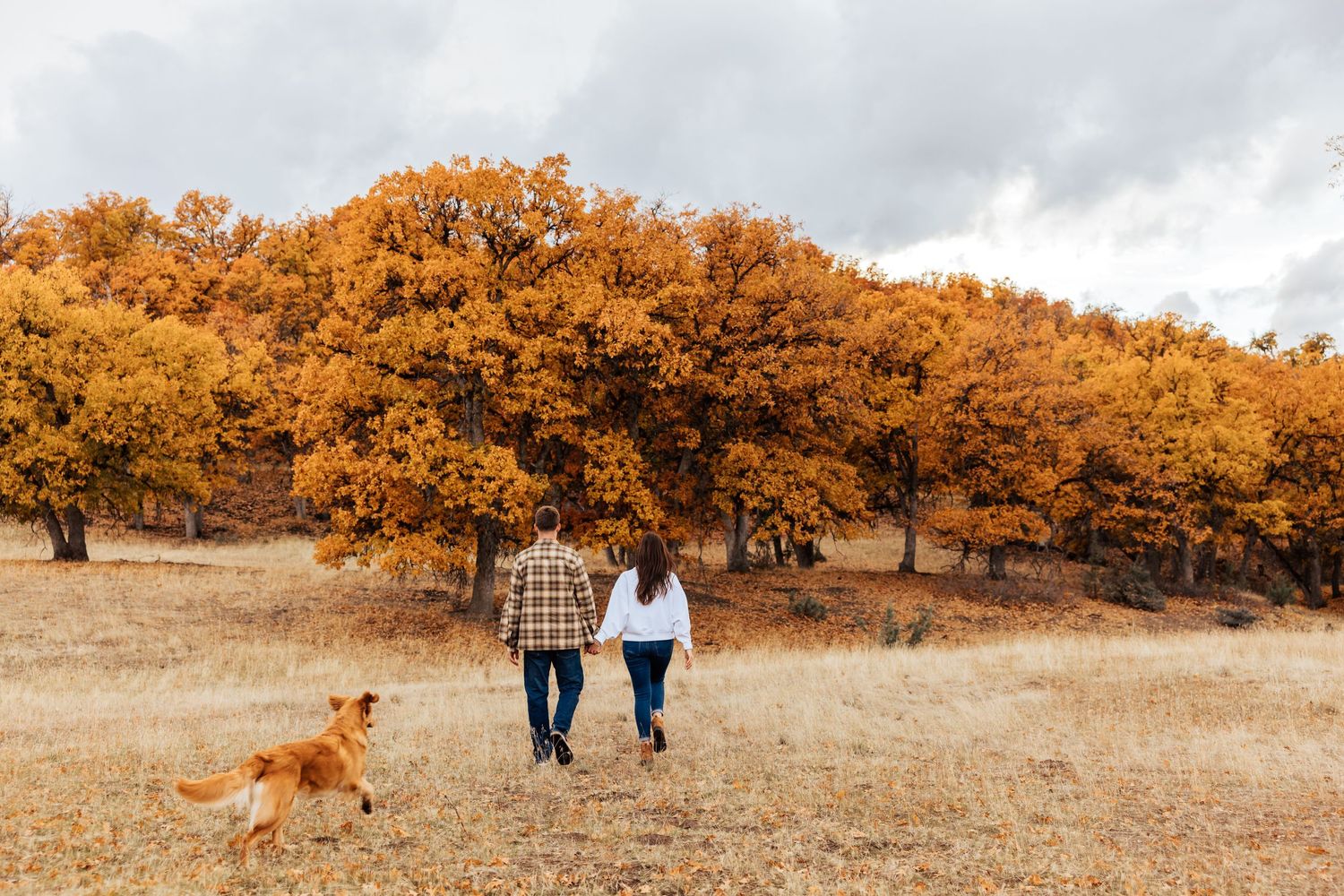 Panoramic view of a couple walking their dog through an autumn orchard.