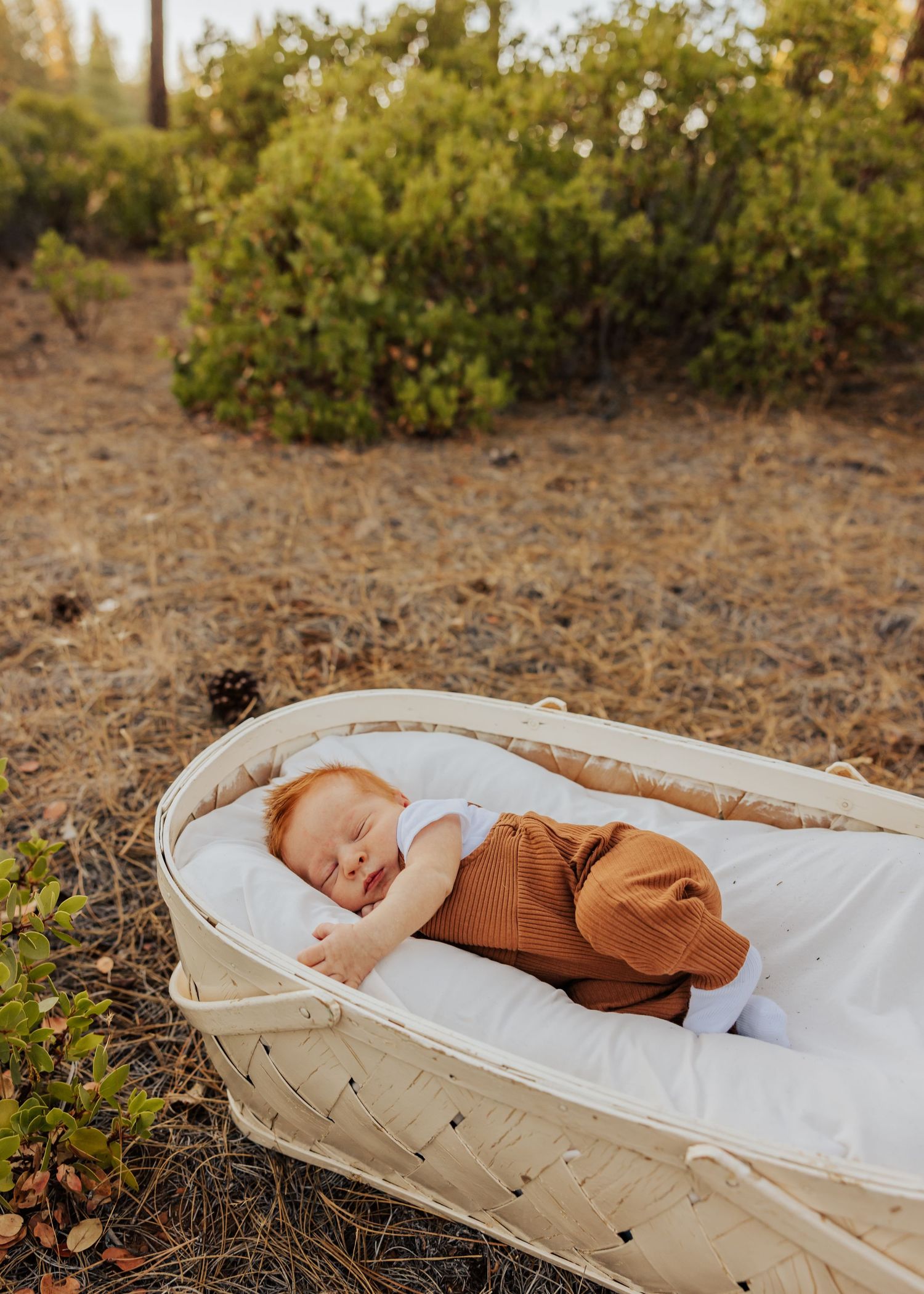 Newborn baby sleeping in woven bassinet outdoors in forest setting.