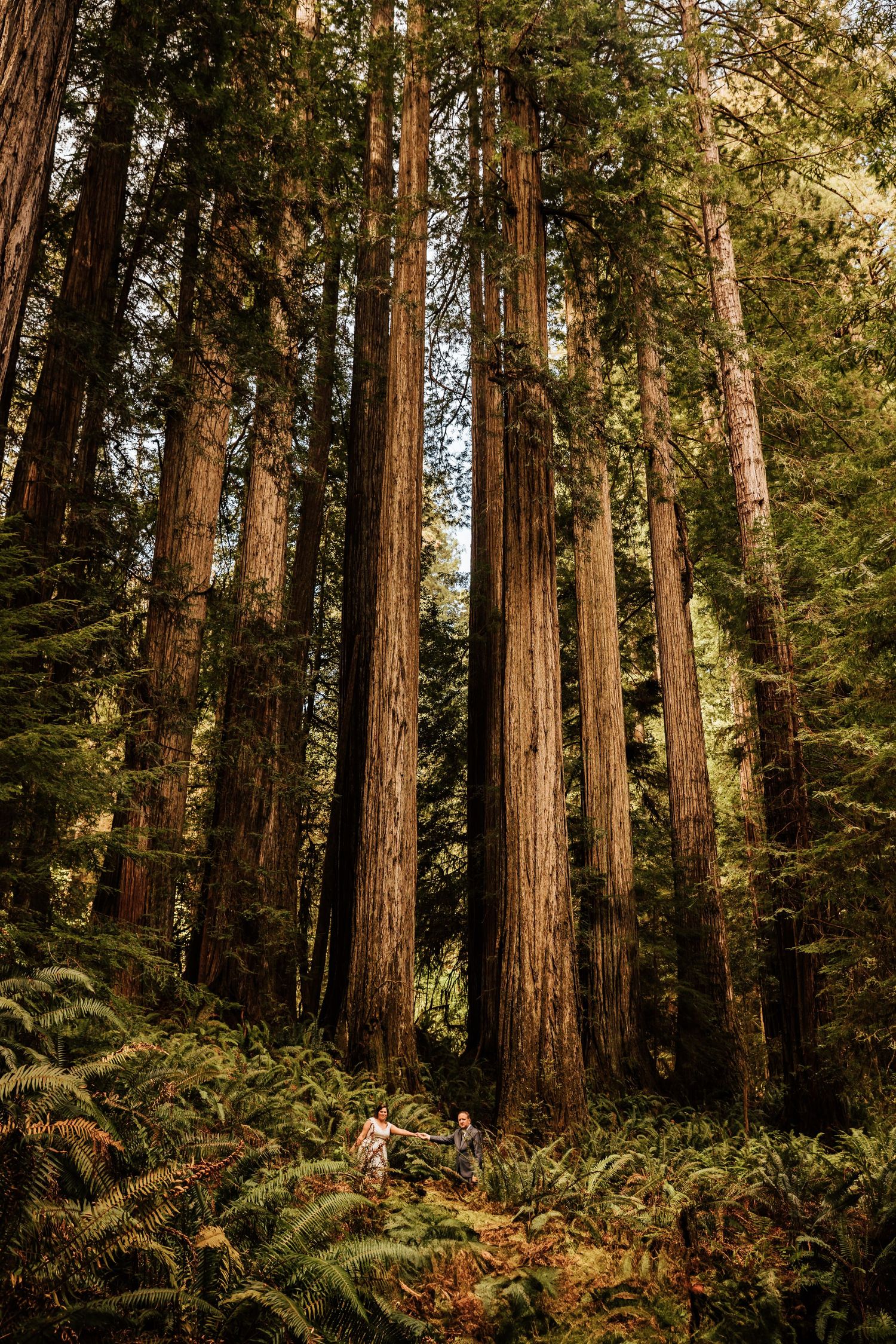 Ancient redwood trees tower in a lush forest setting with ferns growing beneath.