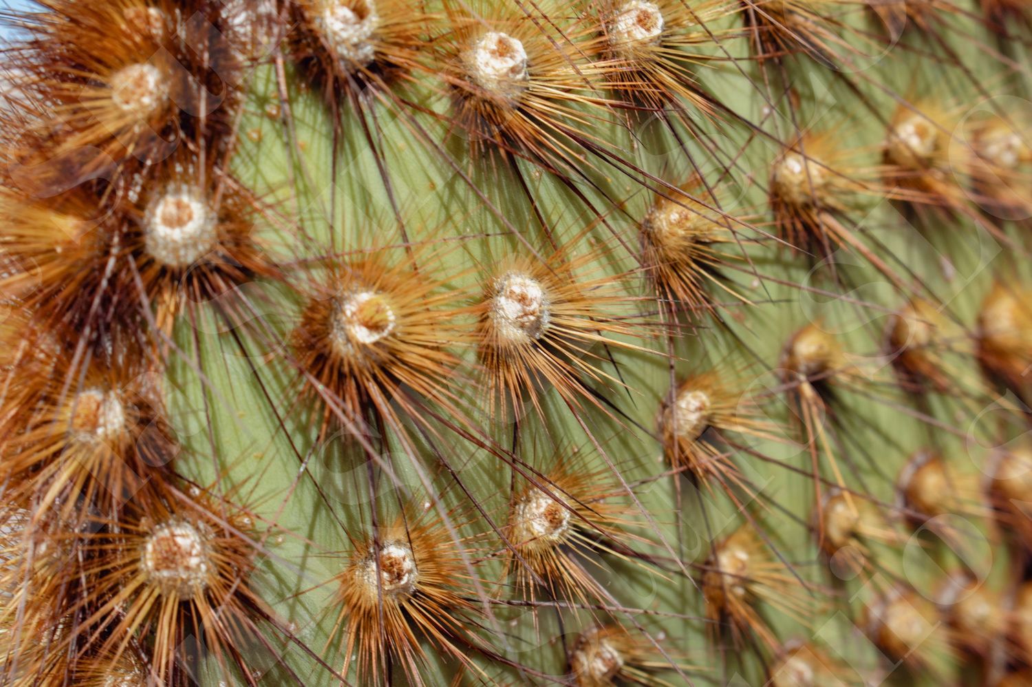 Macro shot of dried pine needles and seed pods in warm brown tones.