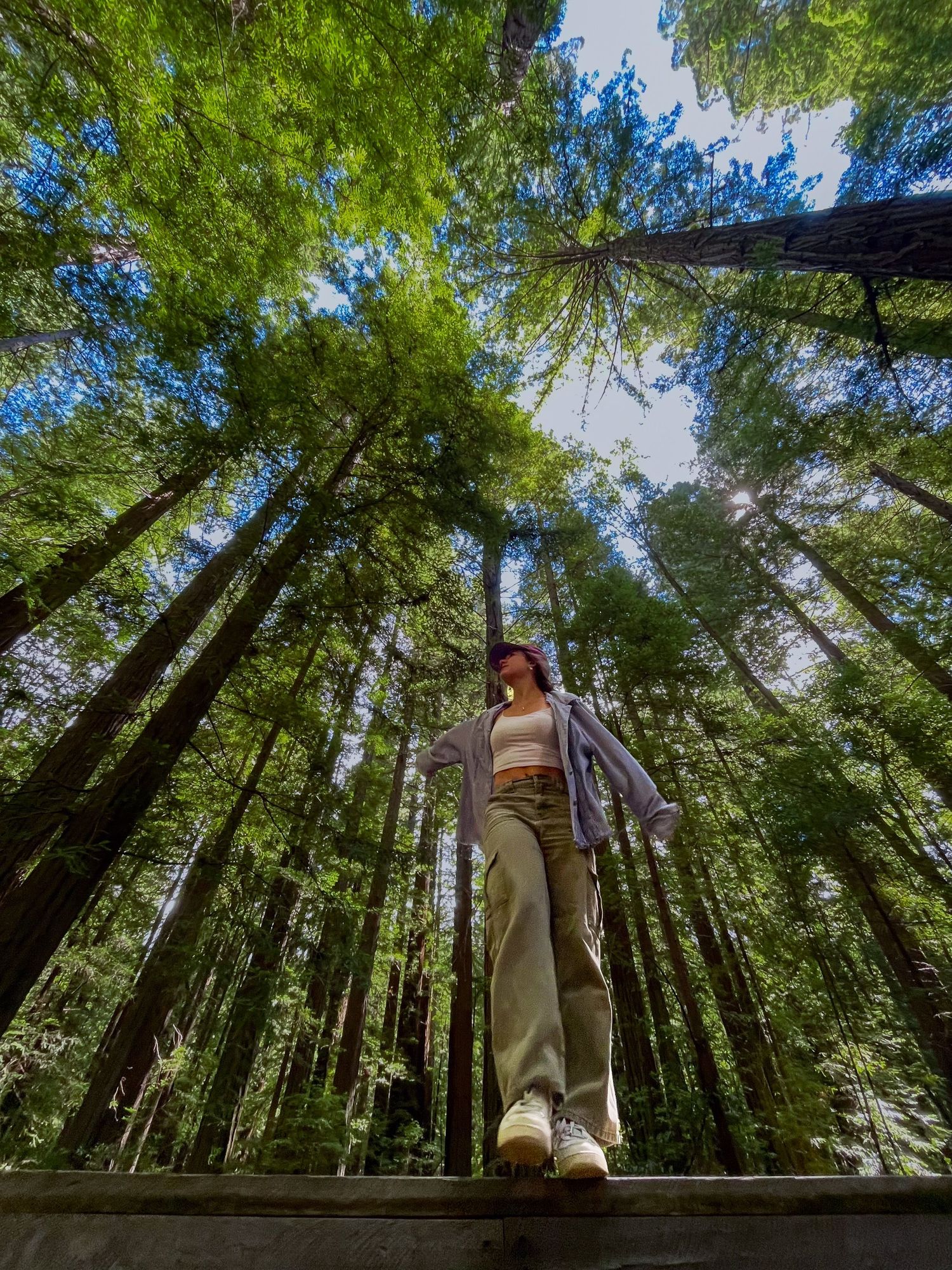 Low-angle view of majestic redwood forest canopy with sunlight streaming through branches.