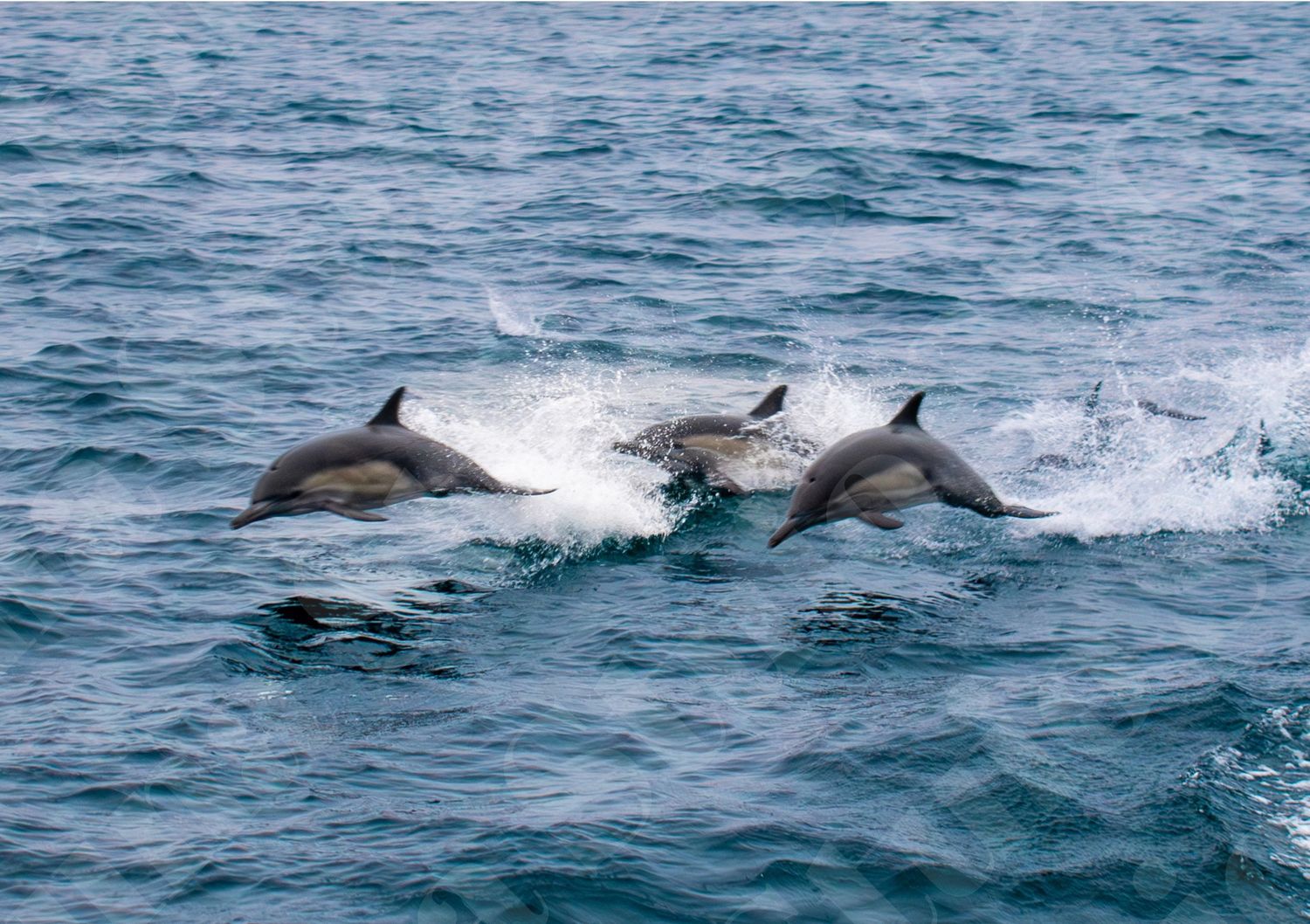 Pod of dolphins swimming and jumping in sequence through blue ocean waters.