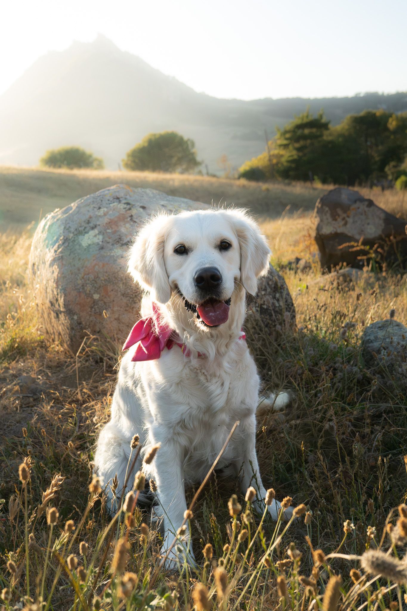 A happy Golden Retriever wearing a red bandana sits in a sunlit field with large rocks and a mountain in the background.