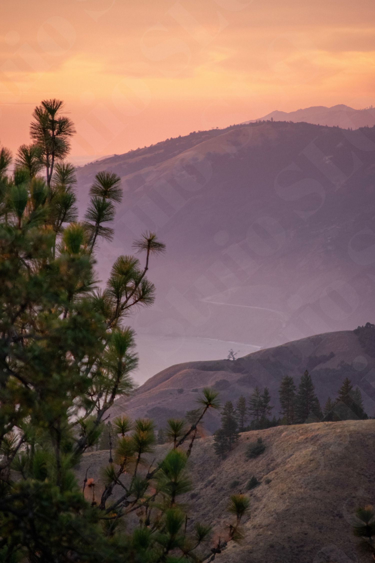 Pine trees frame misty purple mountains at sunset in a layered landscape.