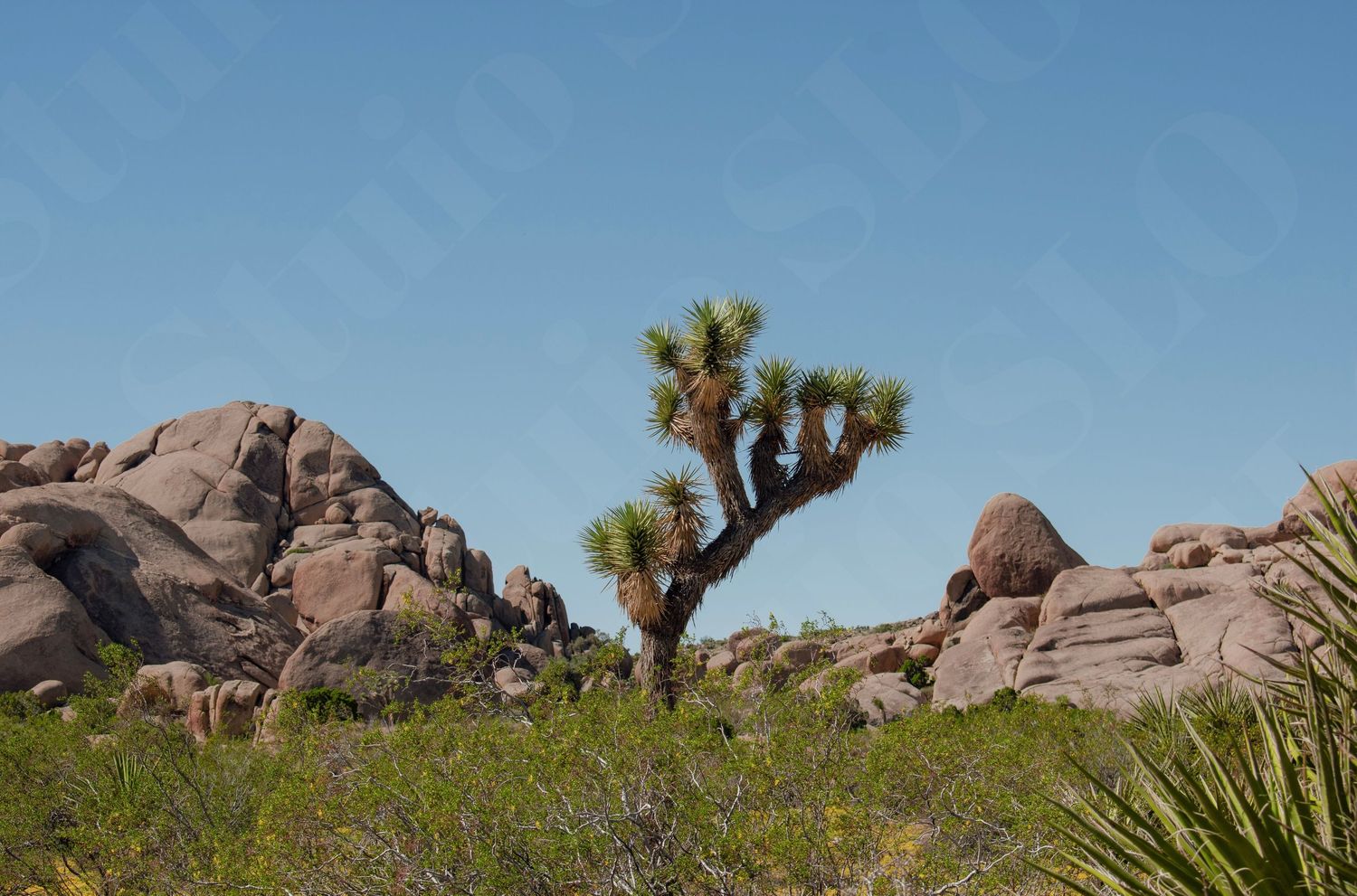 Joshua tree stands among large boulder formations in a desert landscape.