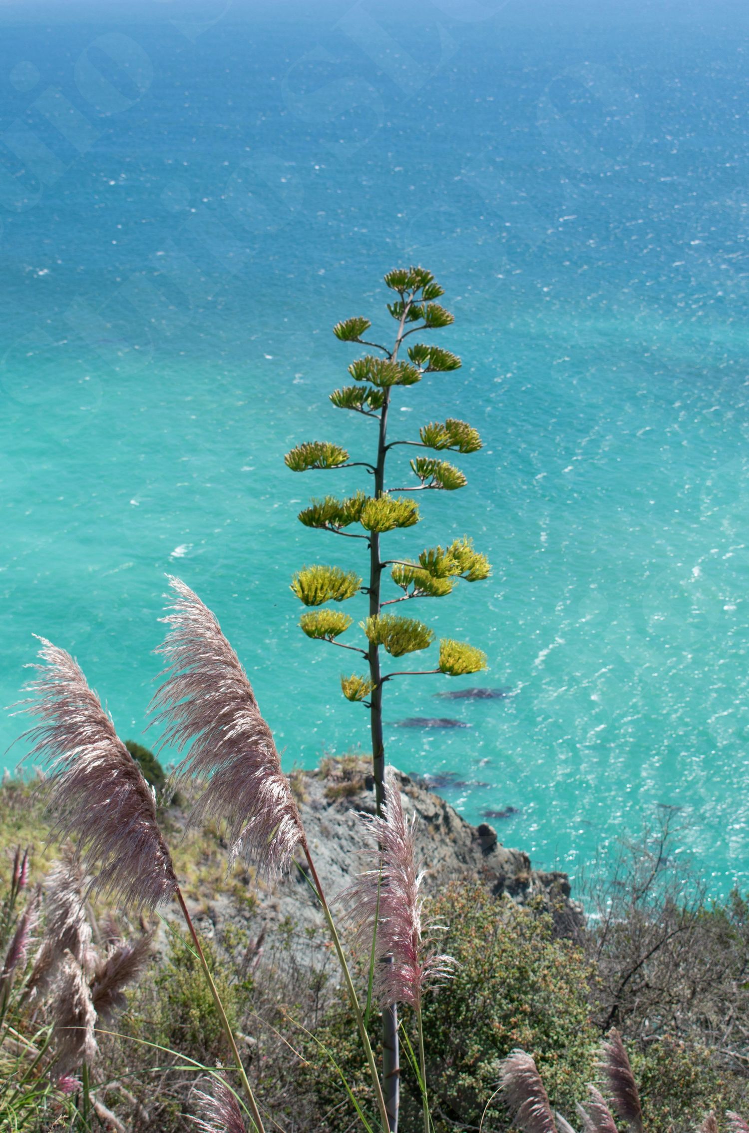 Century plant blooming against turquoise ocean water with pampas grass in foreground.