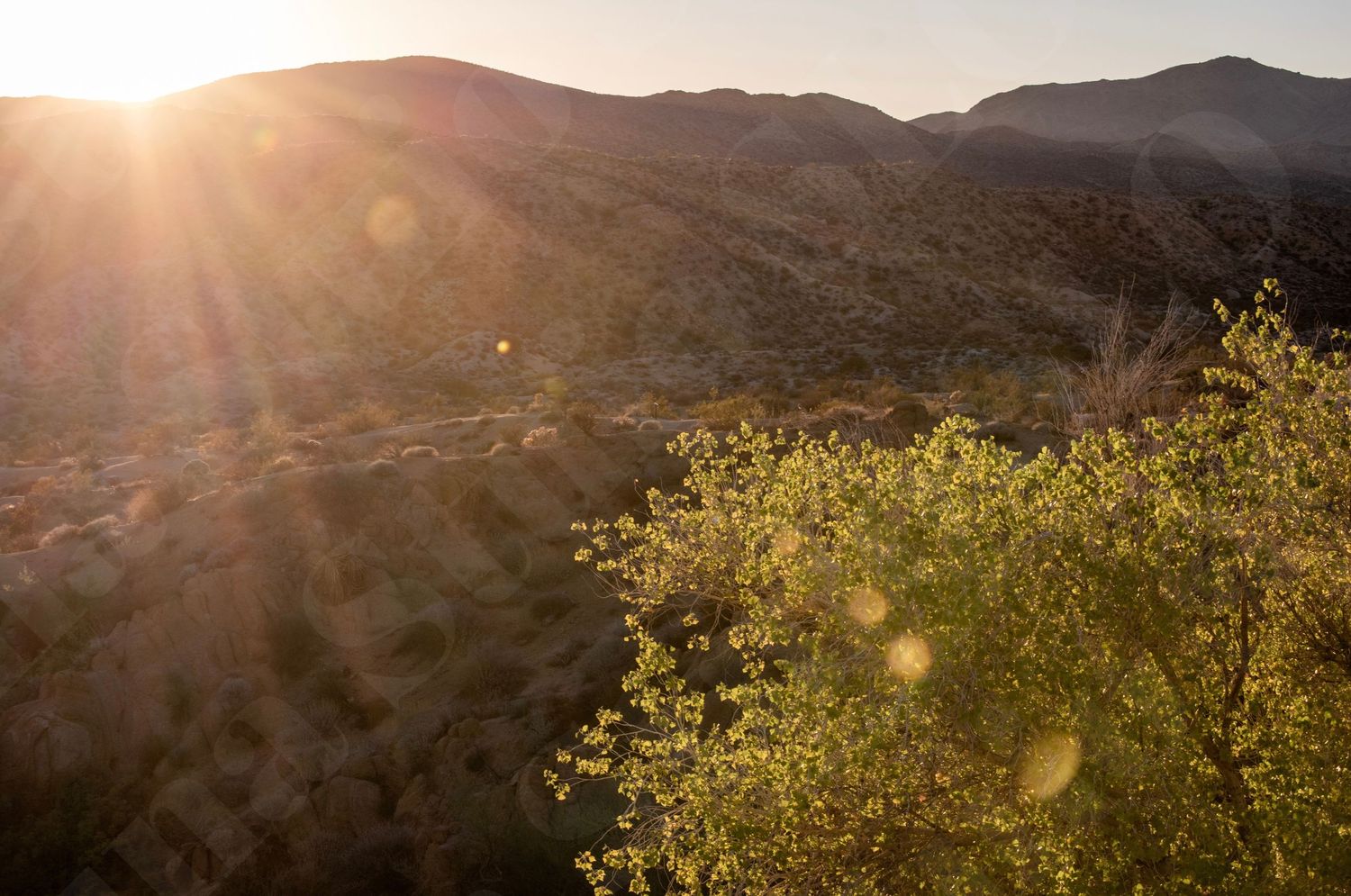 Golden sunlight streams over mountainous terrain with blooming yellow wildflowers in the foreground.