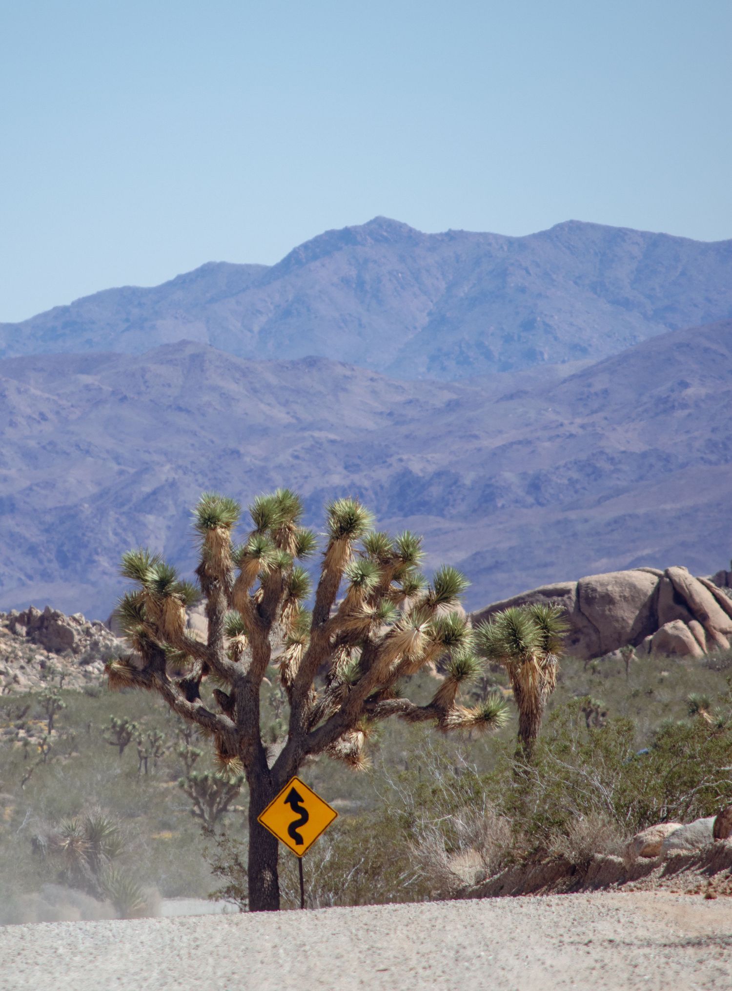 Joshua trees dot the desert landscape with rugged mountains rising in the background.
