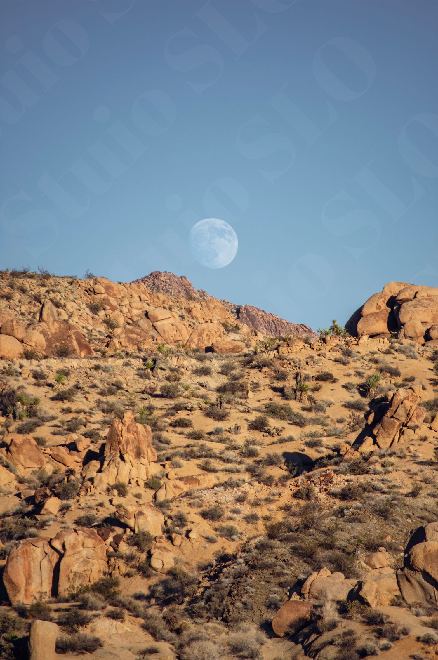 Daytime moon rises over desert rock formations in Joshua Tree National Park.