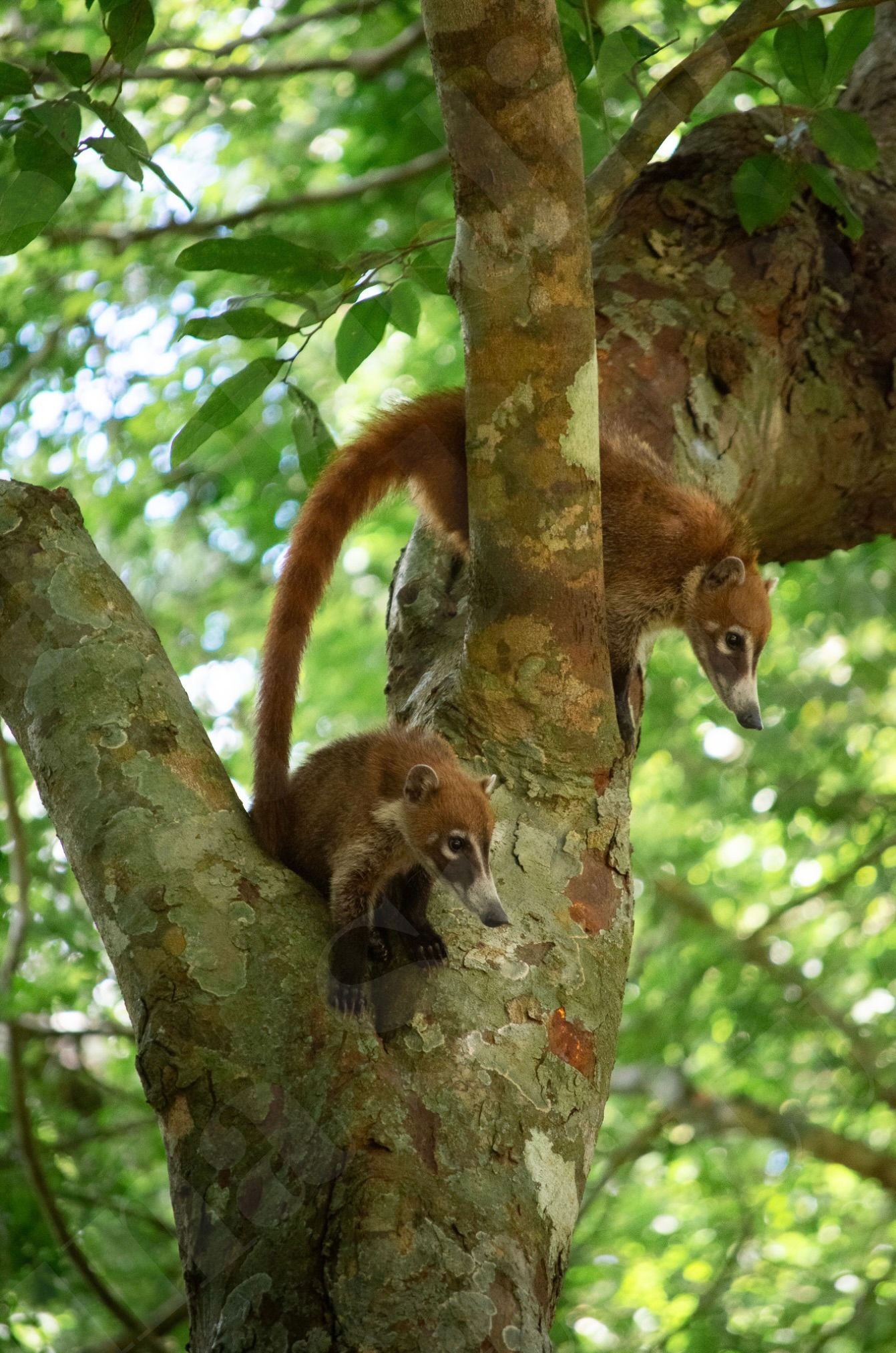 Two brown coatis climbing in a tree with green foliage in the background.