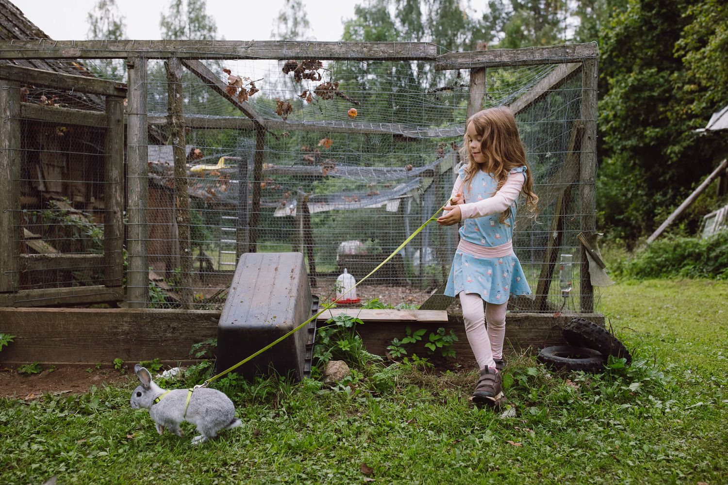 Person in a blue dress tends to a garden enclosure with a rabbit nearby.