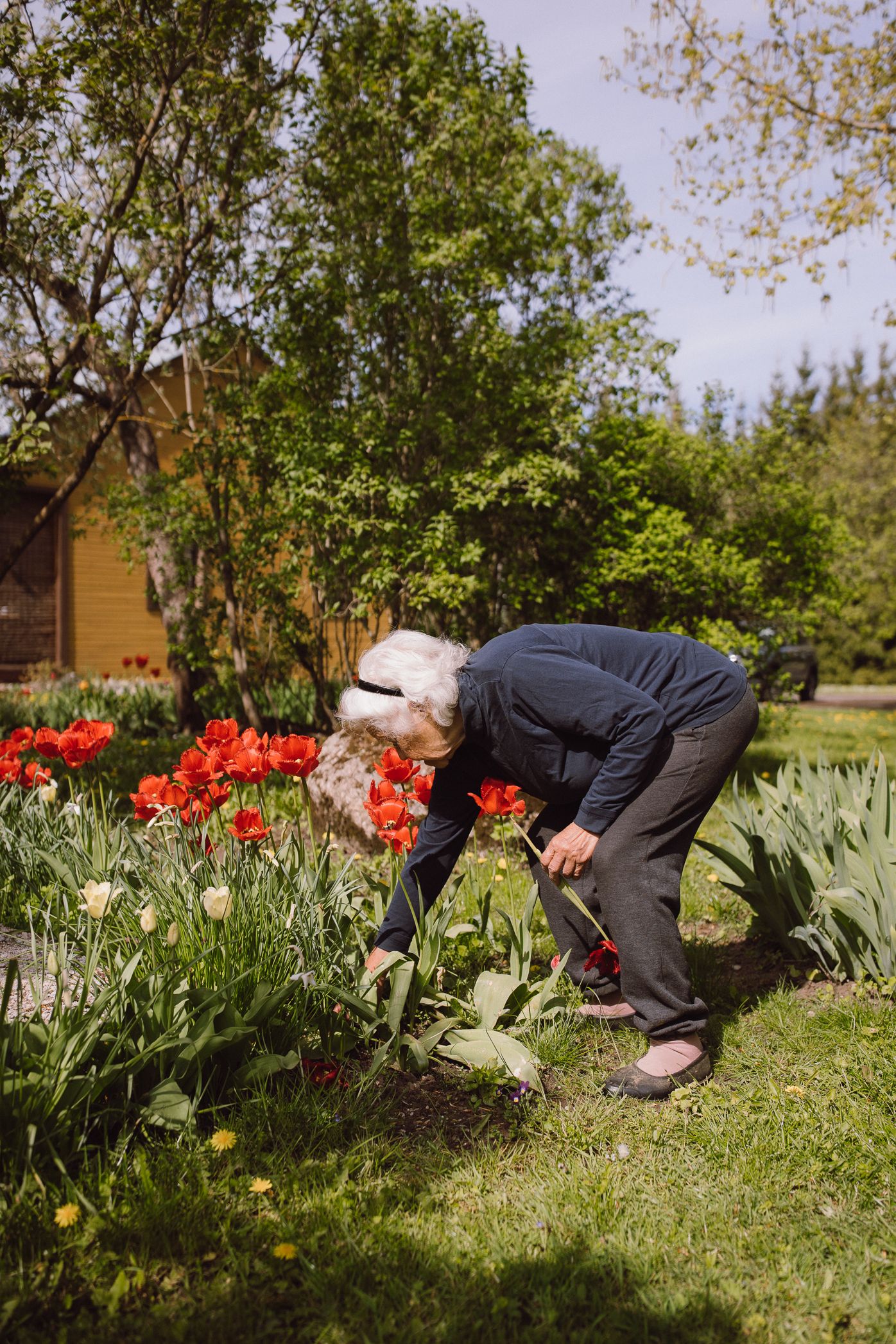A person in dark clothing bends down to tend to a garden bed filled with vibrant red tulips and green foliage.