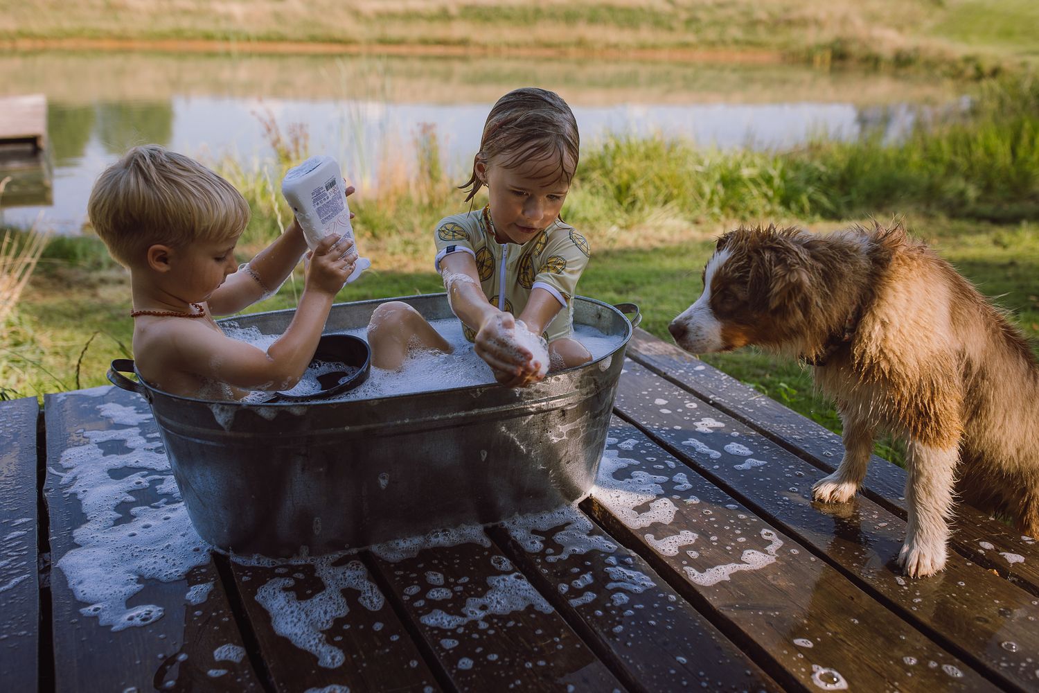 Dog playing in water near the shoreline of a lake during golden hour.