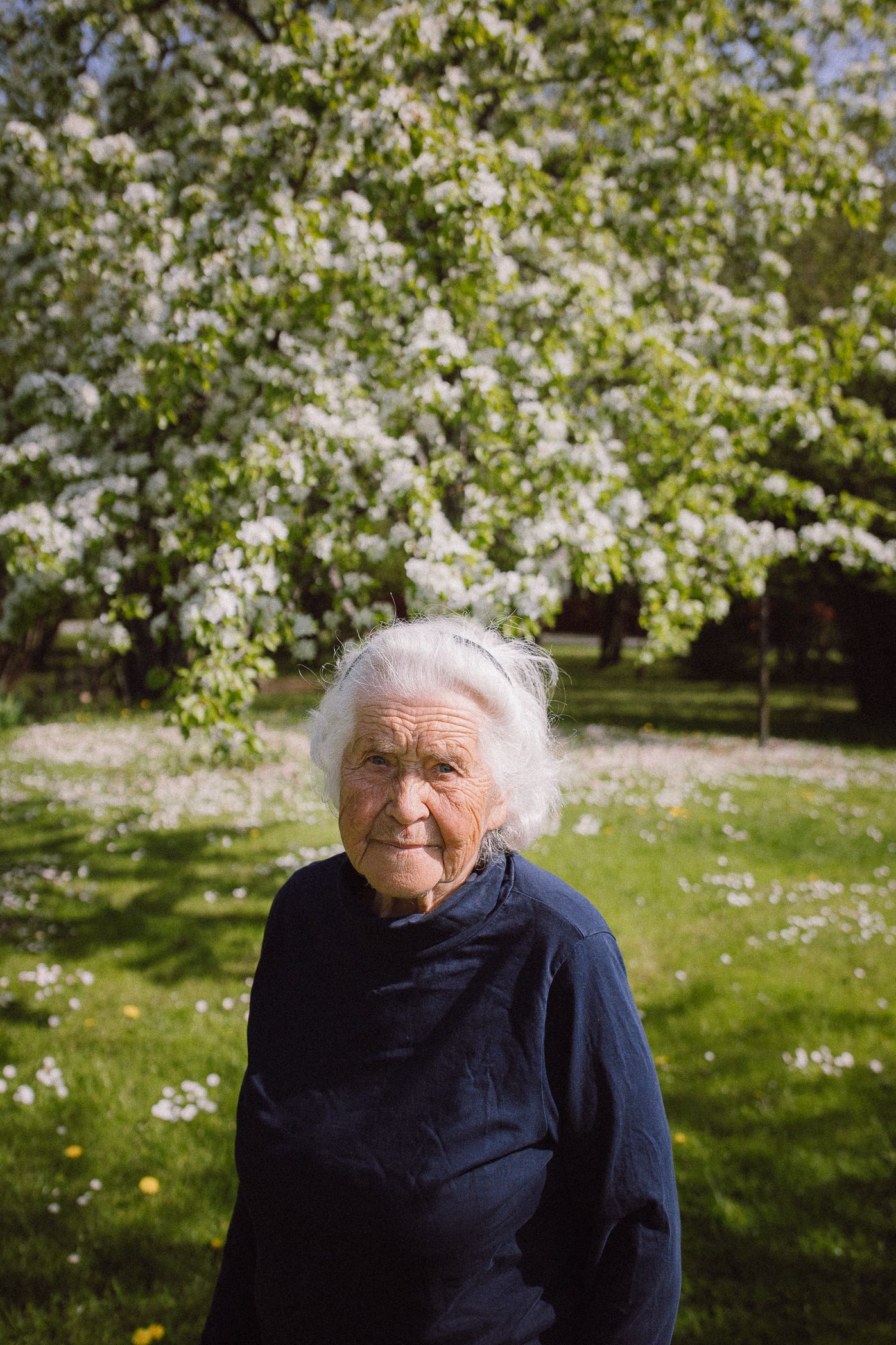 An elderly person in a navy sweater sits outdoors among blooming white cherry blossoms on a spring day.
