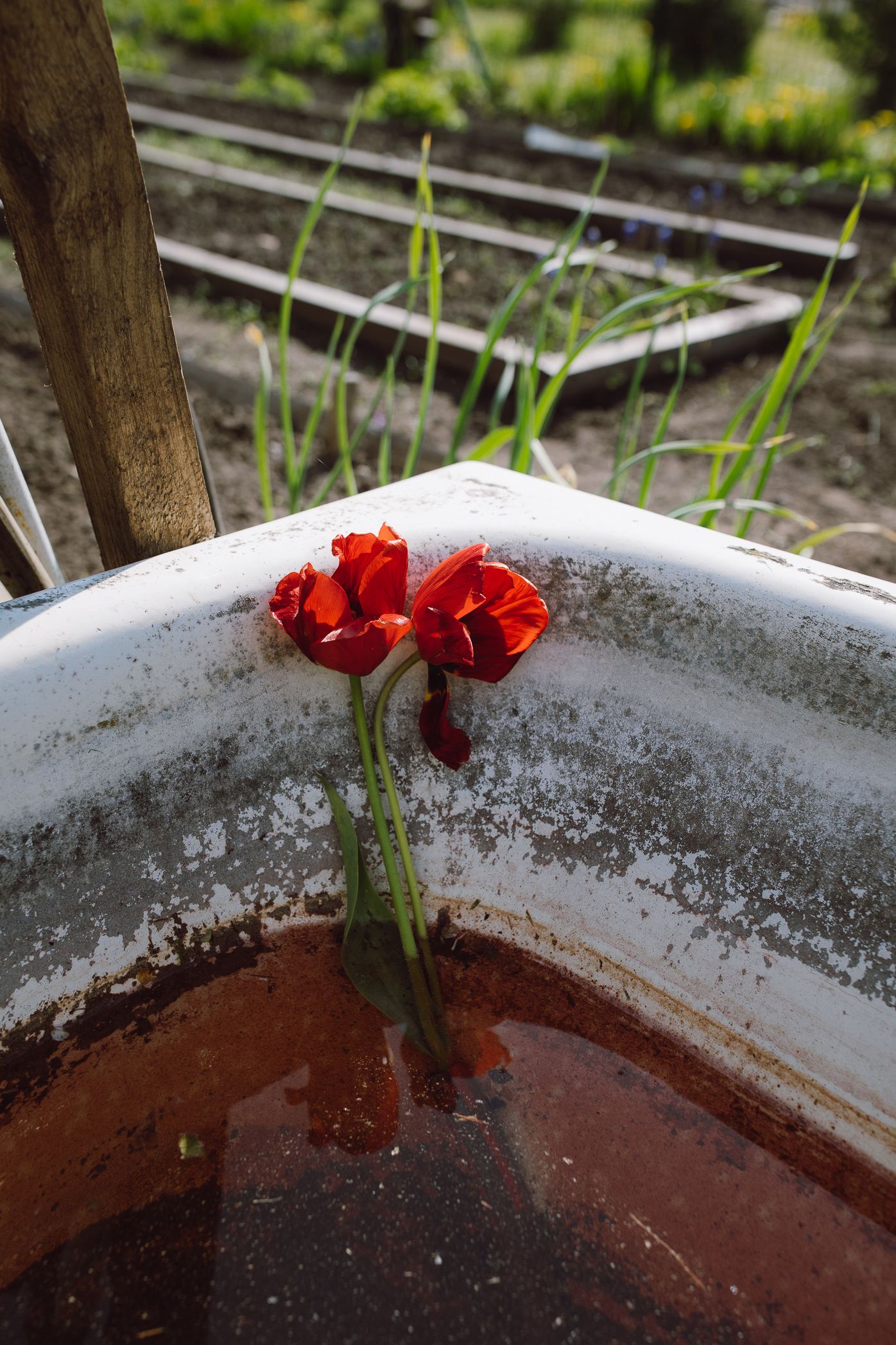 A red carnation flower rests against a rustic metal surface with water droplets in a close-up garden view.