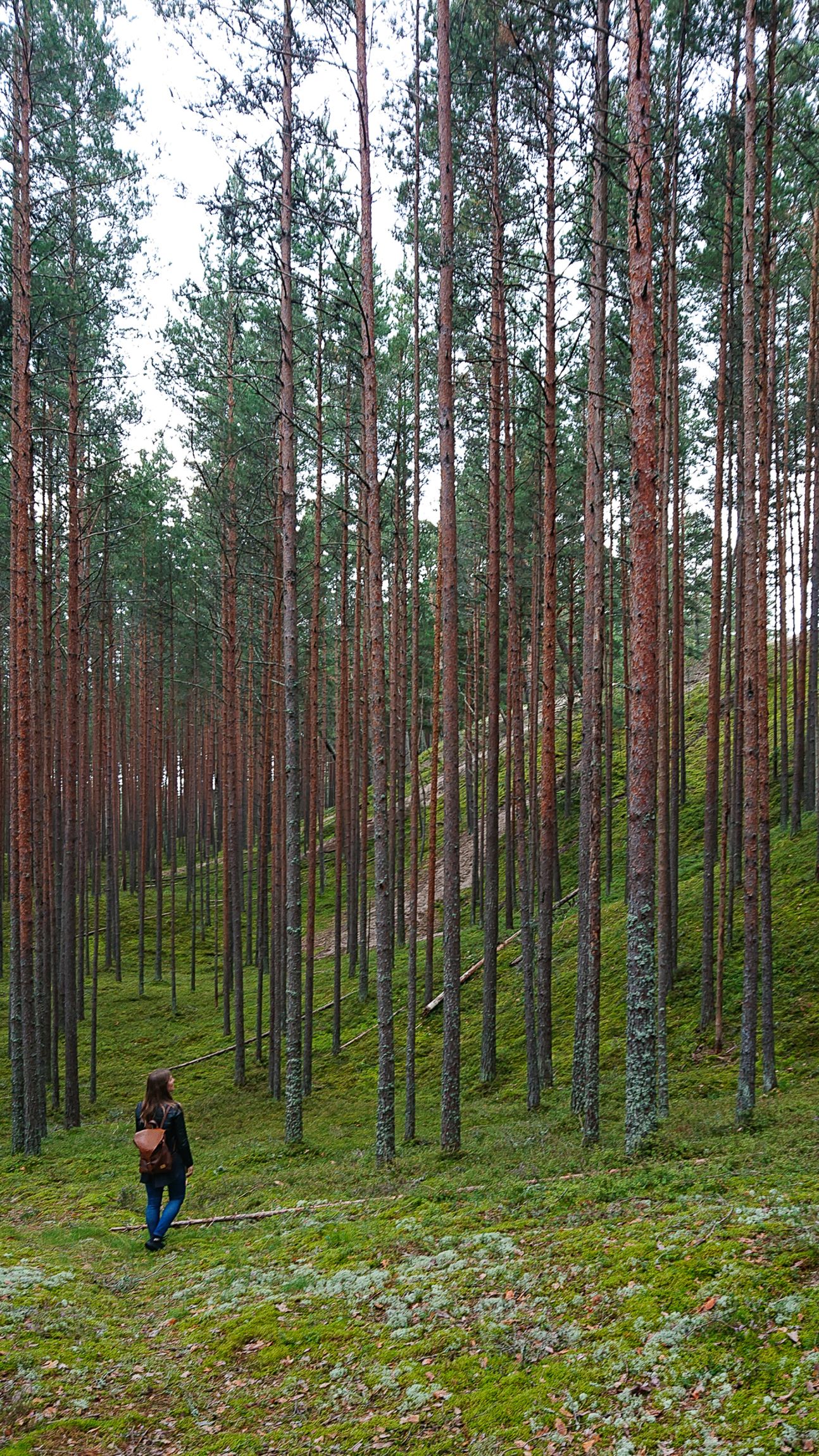Scenic pine forest with tall straight trunks and moss-covered ground on a hillside.