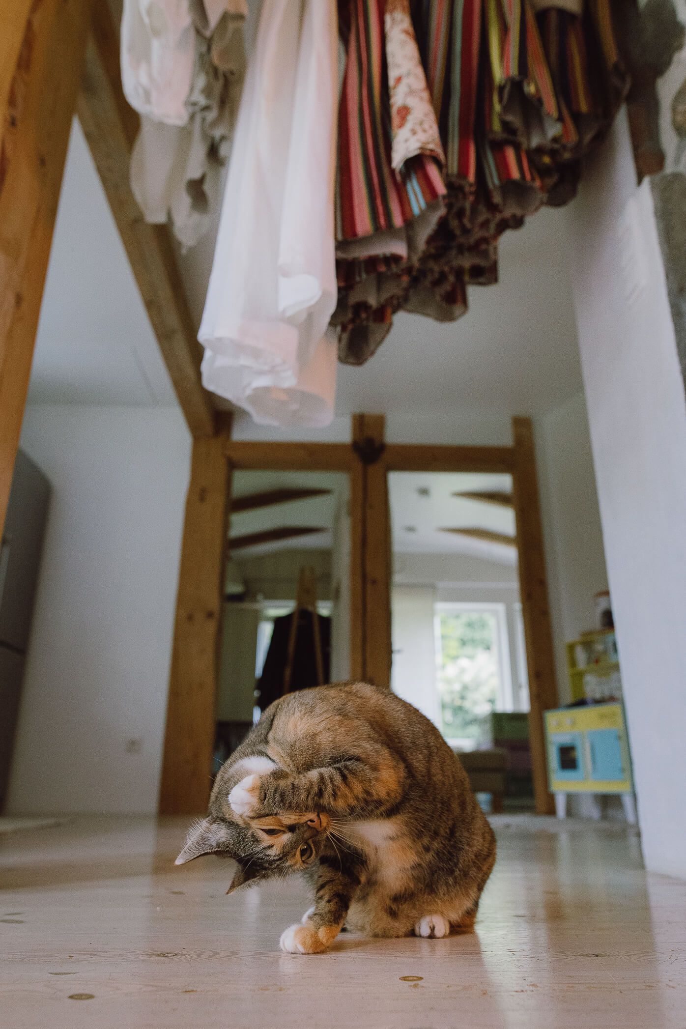 A calico cat grooming itself on a wooden floor beneath hanging clothes in a bright, rustic home interior.