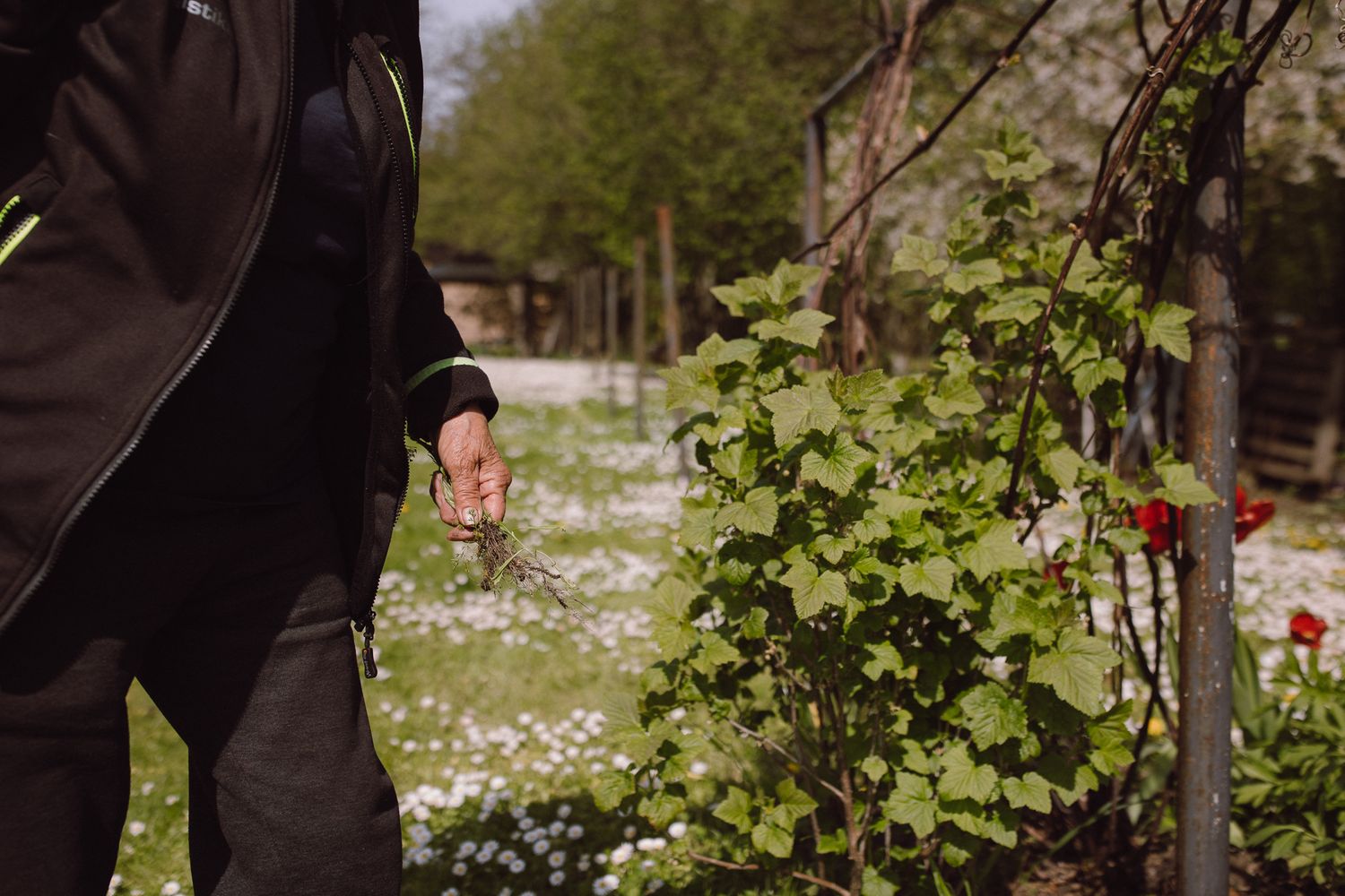 A black-suited figure stands near lush green vines and scattered white flowers in a garden setting.