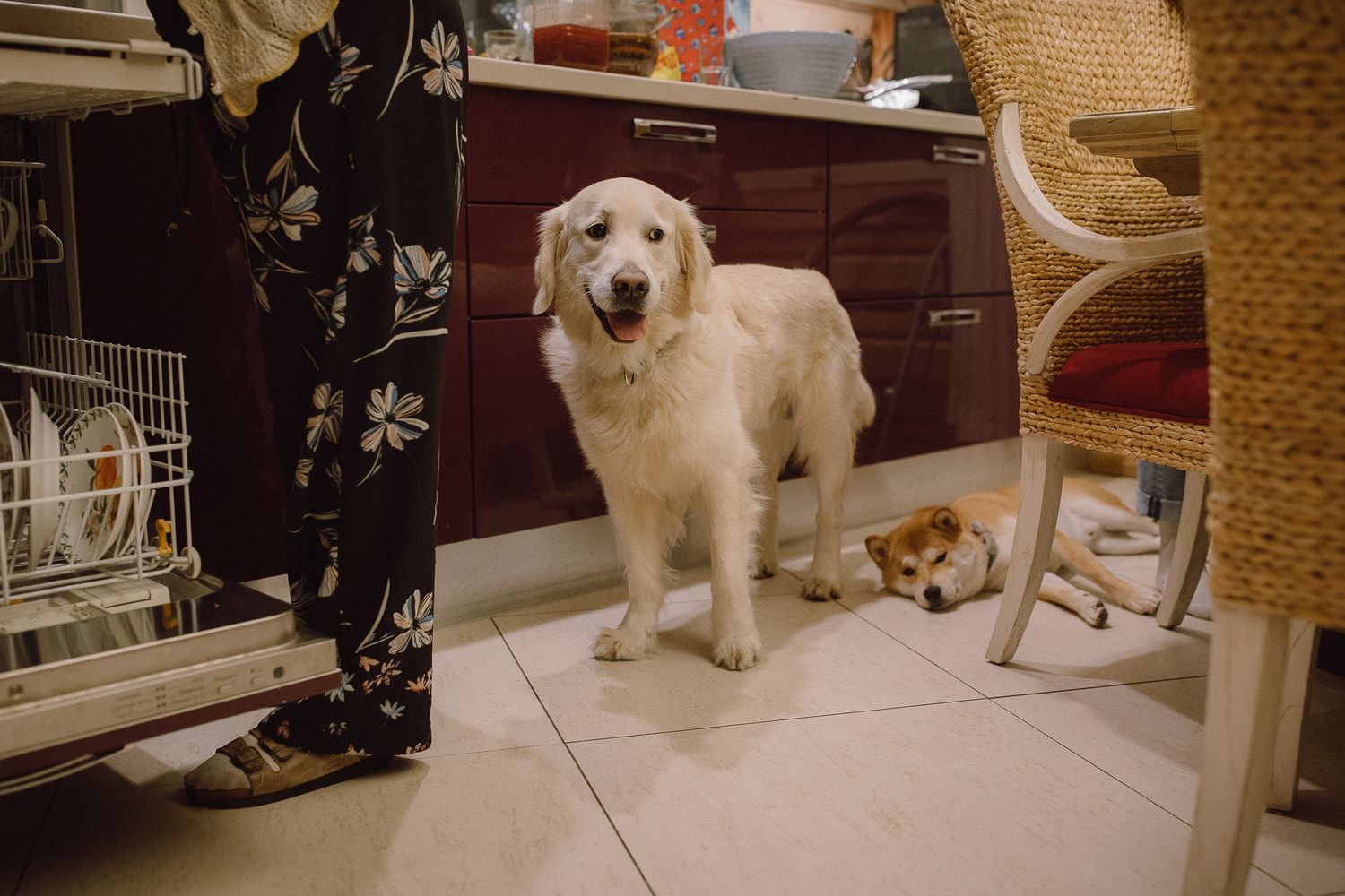 Two friendly dogs sitting on tile floor in a home interior.