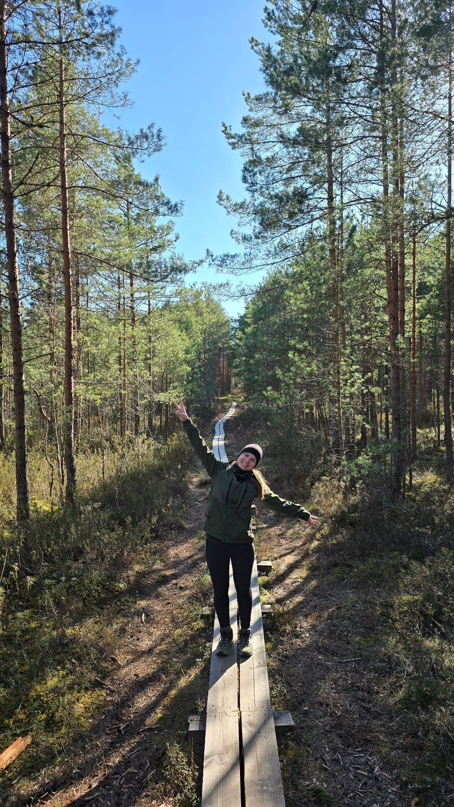 Wooden boardwalk trail winding through a pine forest on a sunny day.