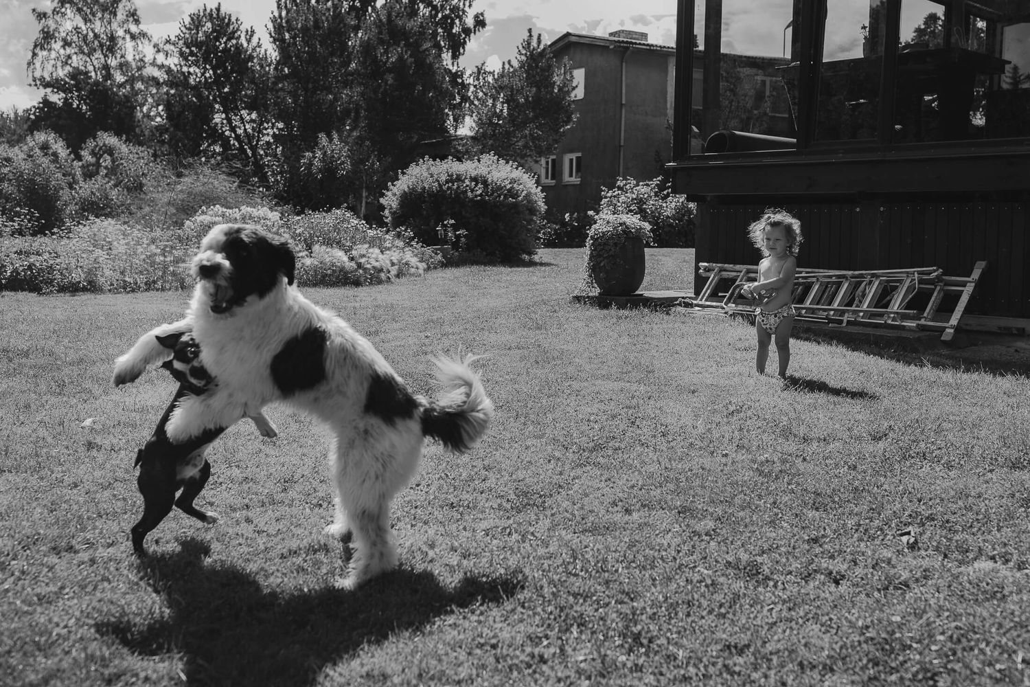 Black and white photo of a large dog playing with someone in a backyard.