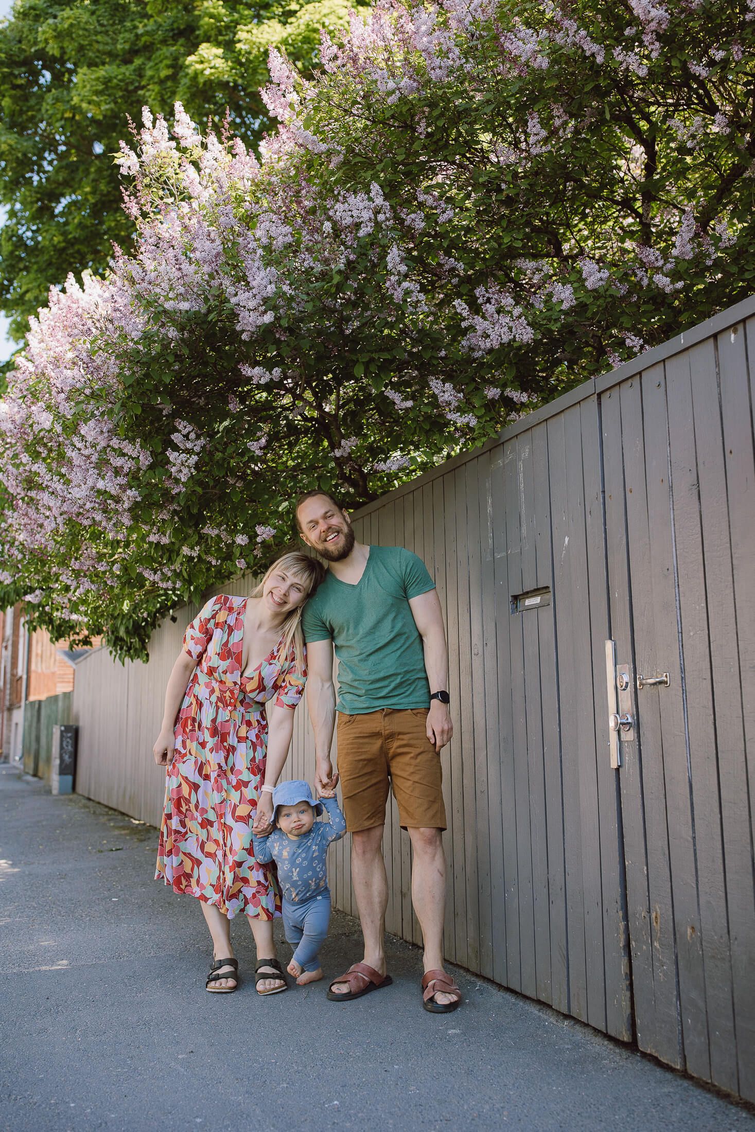 A flowering tree with pink blossoms frames a grey wooden fence along a sidewalk.