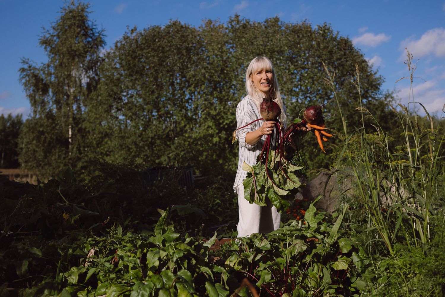 Fresh carrots being harvested from a lush garden on a sunny day.