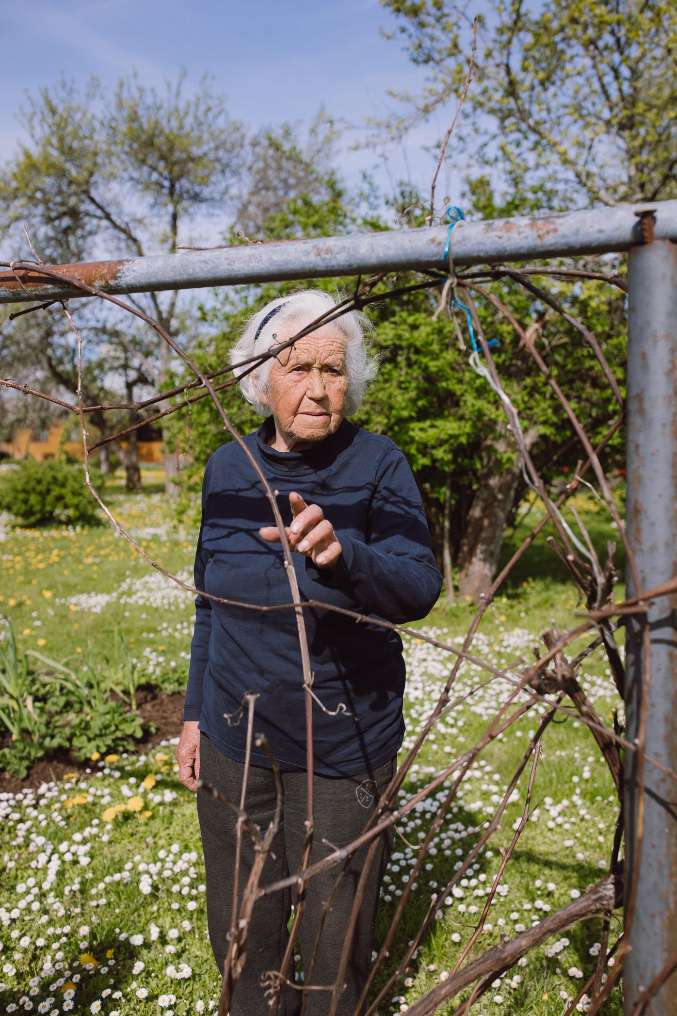 Senior gardener in navy sweater tending to grapevines in a spring garden with blooming flowers in background.
