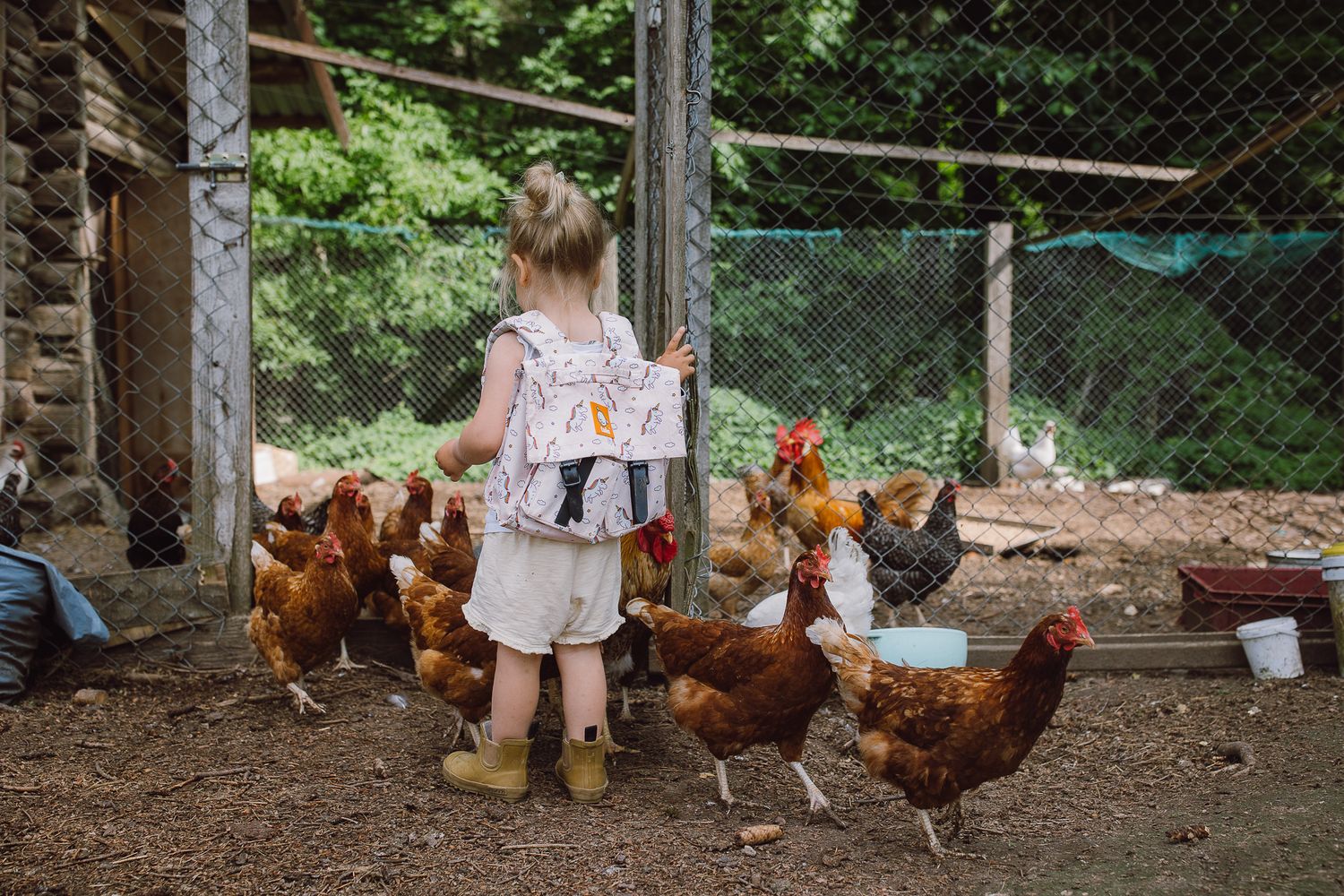 Brown chickens foraging in a fenced outdoor coop area with trees in background.