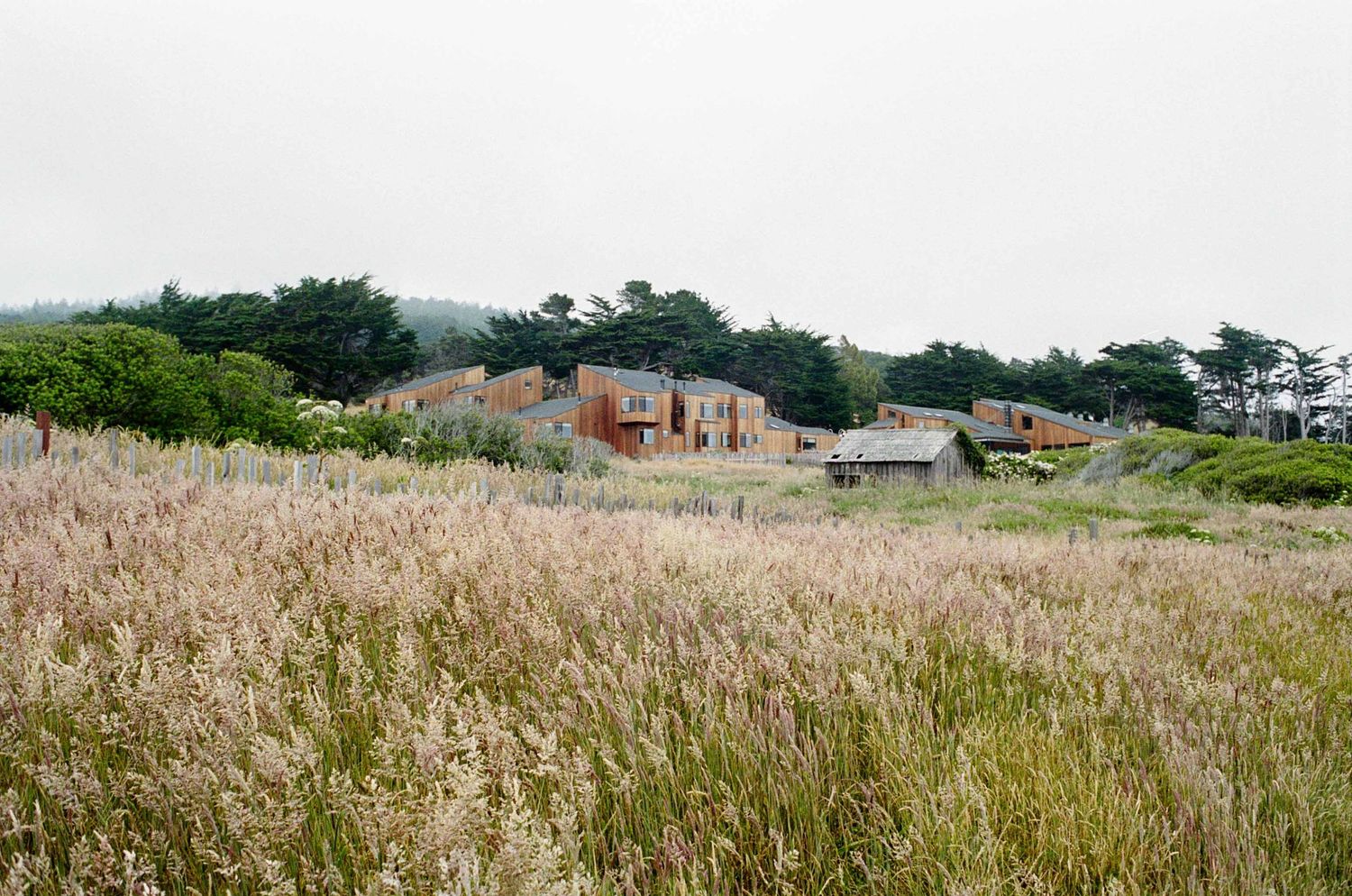 Rustic buildings nestled among tall golden grasses and green trees under an overcast sky in a coastal landscape.