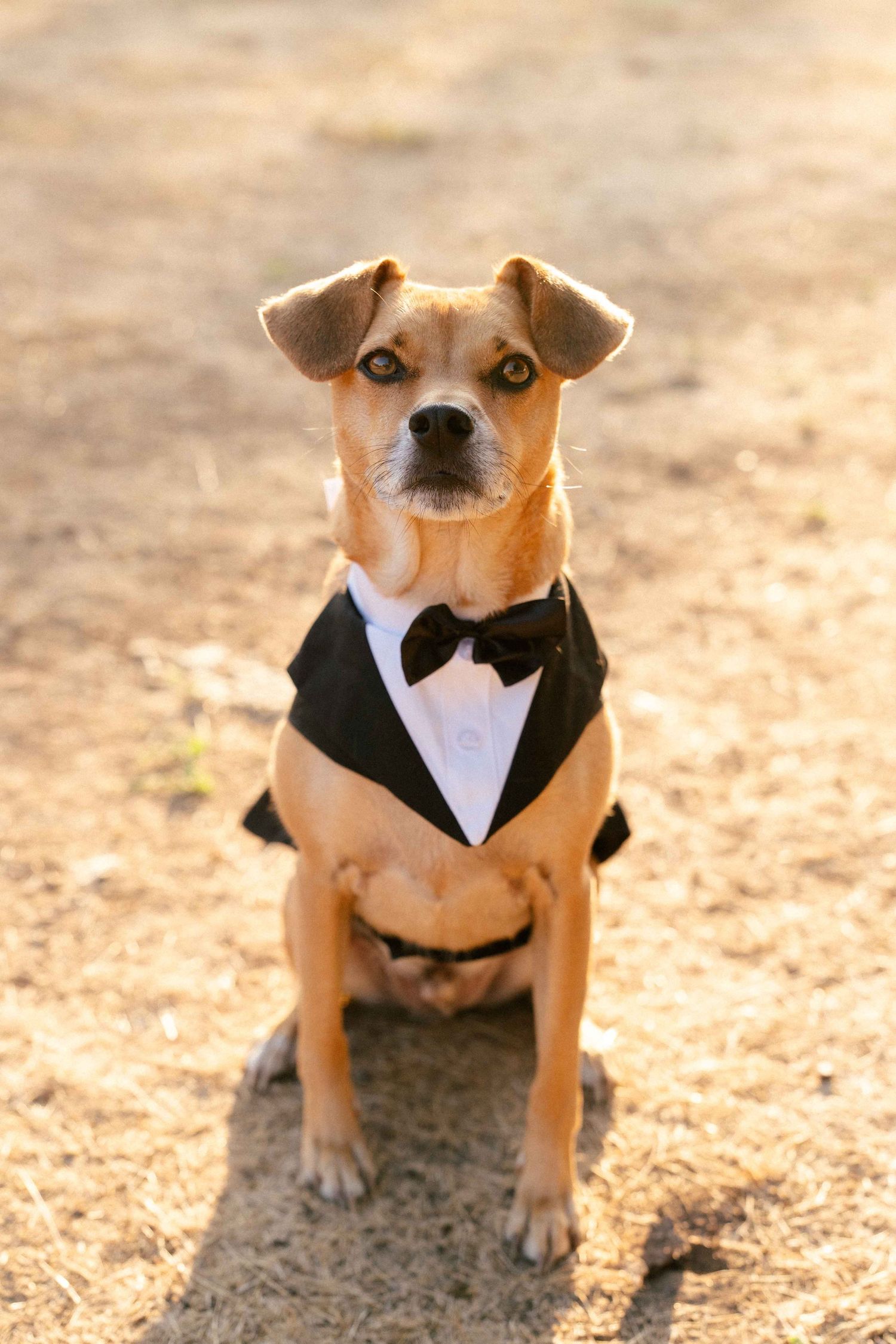 Adorable small dog dressed in a black tuxedo with bow tie sitting outdoors at a wedding.