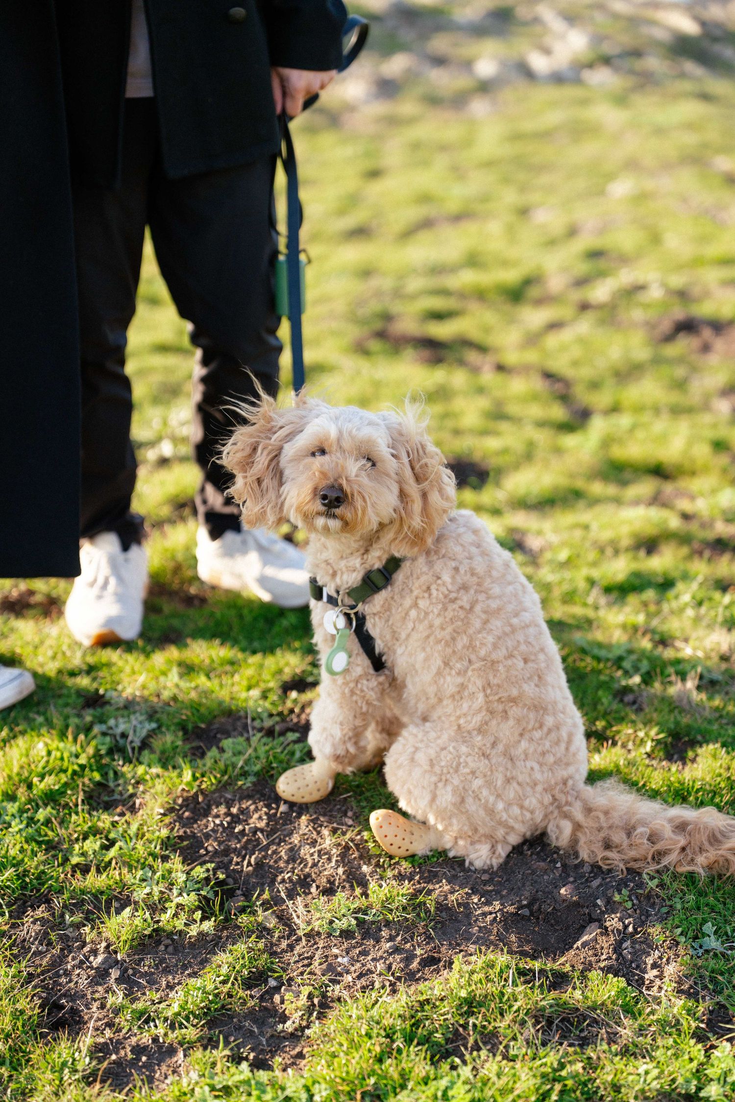 A fluffy golden Cavapoo dog sitting on grass in sunlight, wearing a green collar and leash held by its owner.