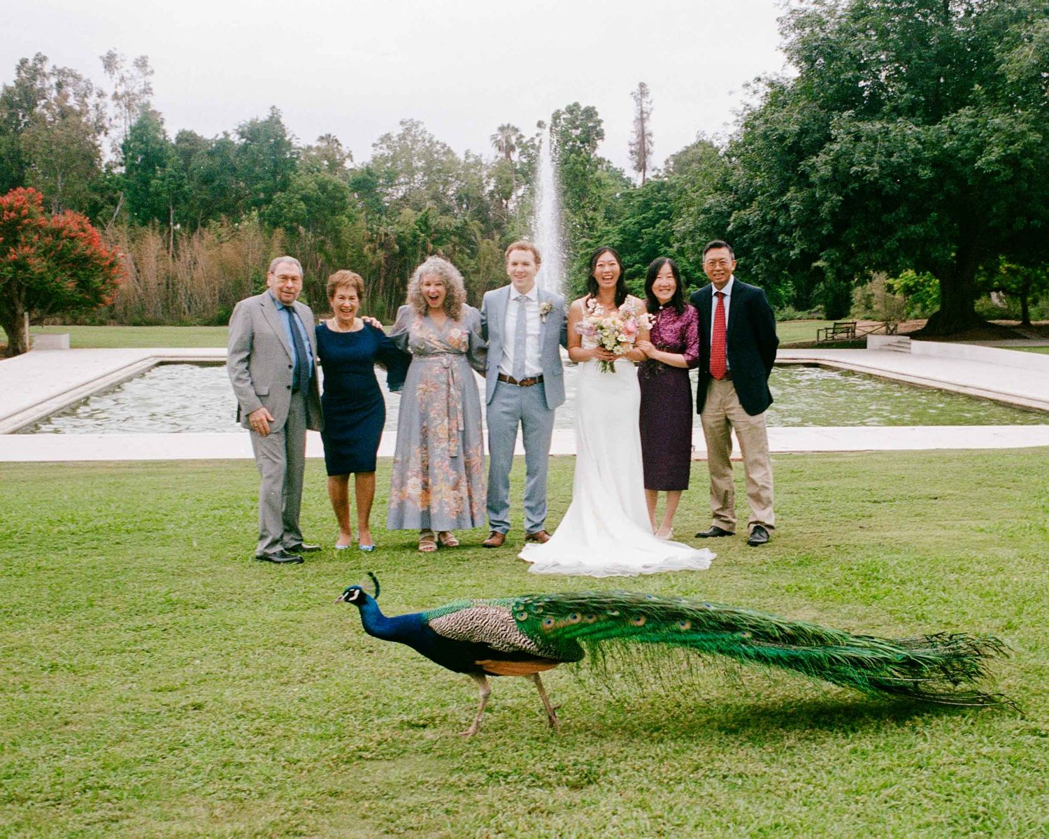 Peacock running in front of a weddin gfamily photo.