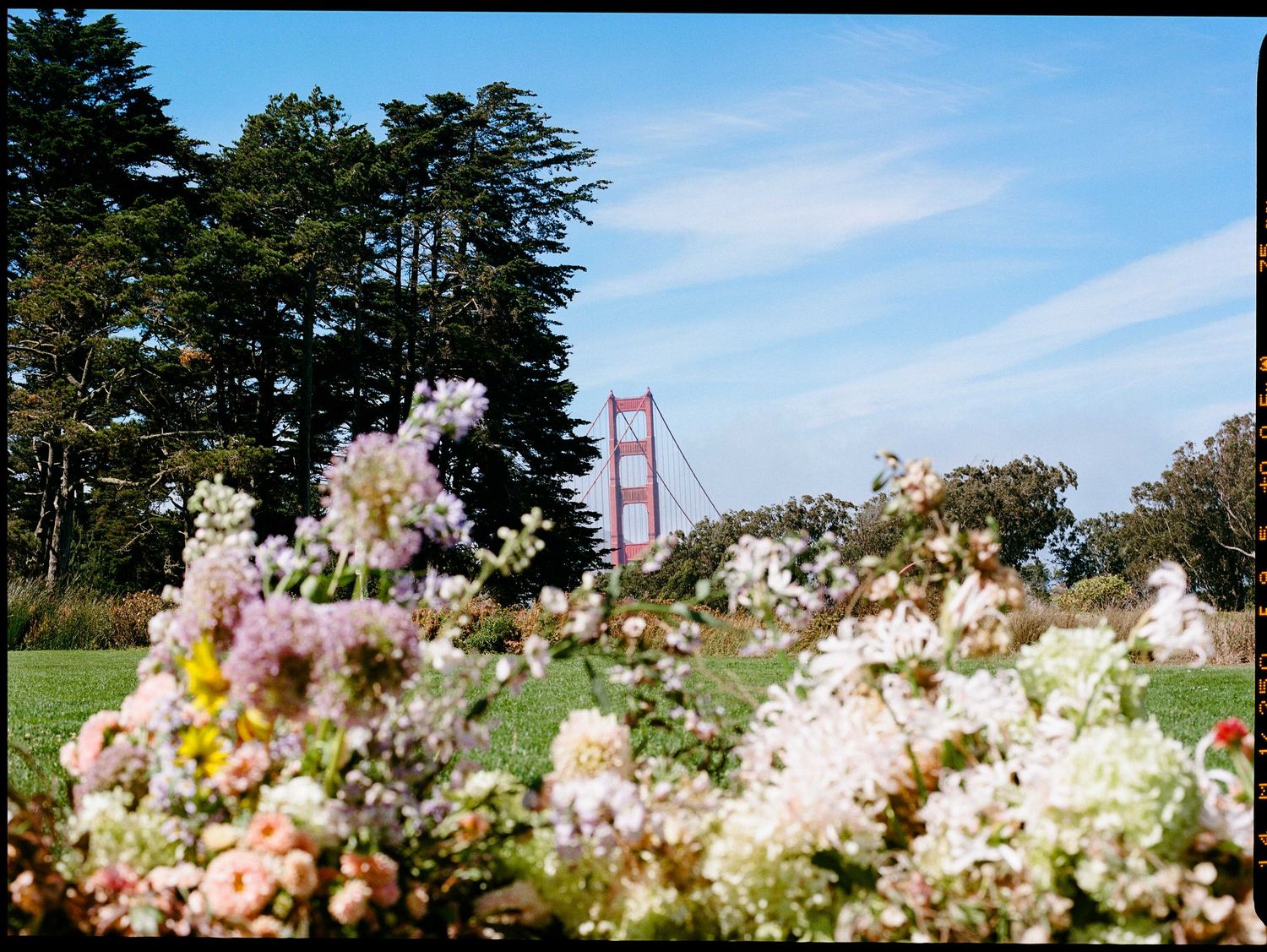 White and pink wildflowers bloom in the foreground with the Golden Gate Bridge visible under blue skies.