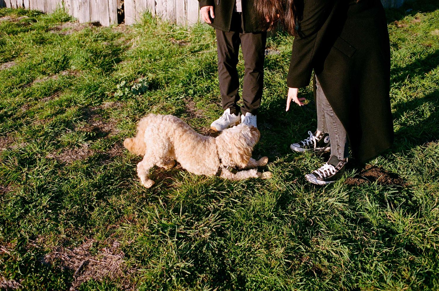 A fluffy golden doodle dog lying on green grass while two people in casual shoes stand nearby.